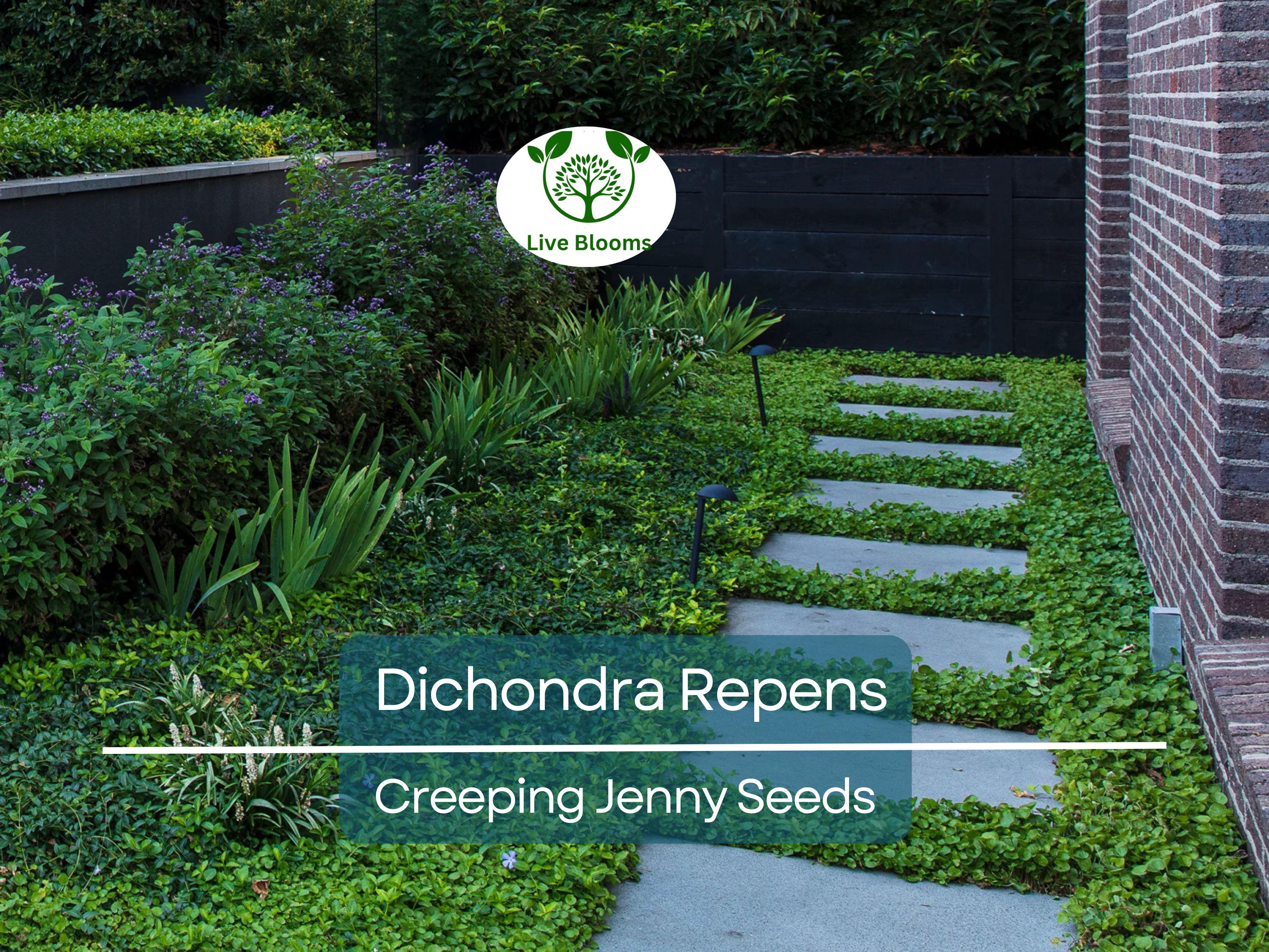1000 Dichondra Repens Seeds (Creeping Jenny) | Perennial Ground Cover, Evergreen Lawn, Low Maintenance, Fast Growing, Garden Plant