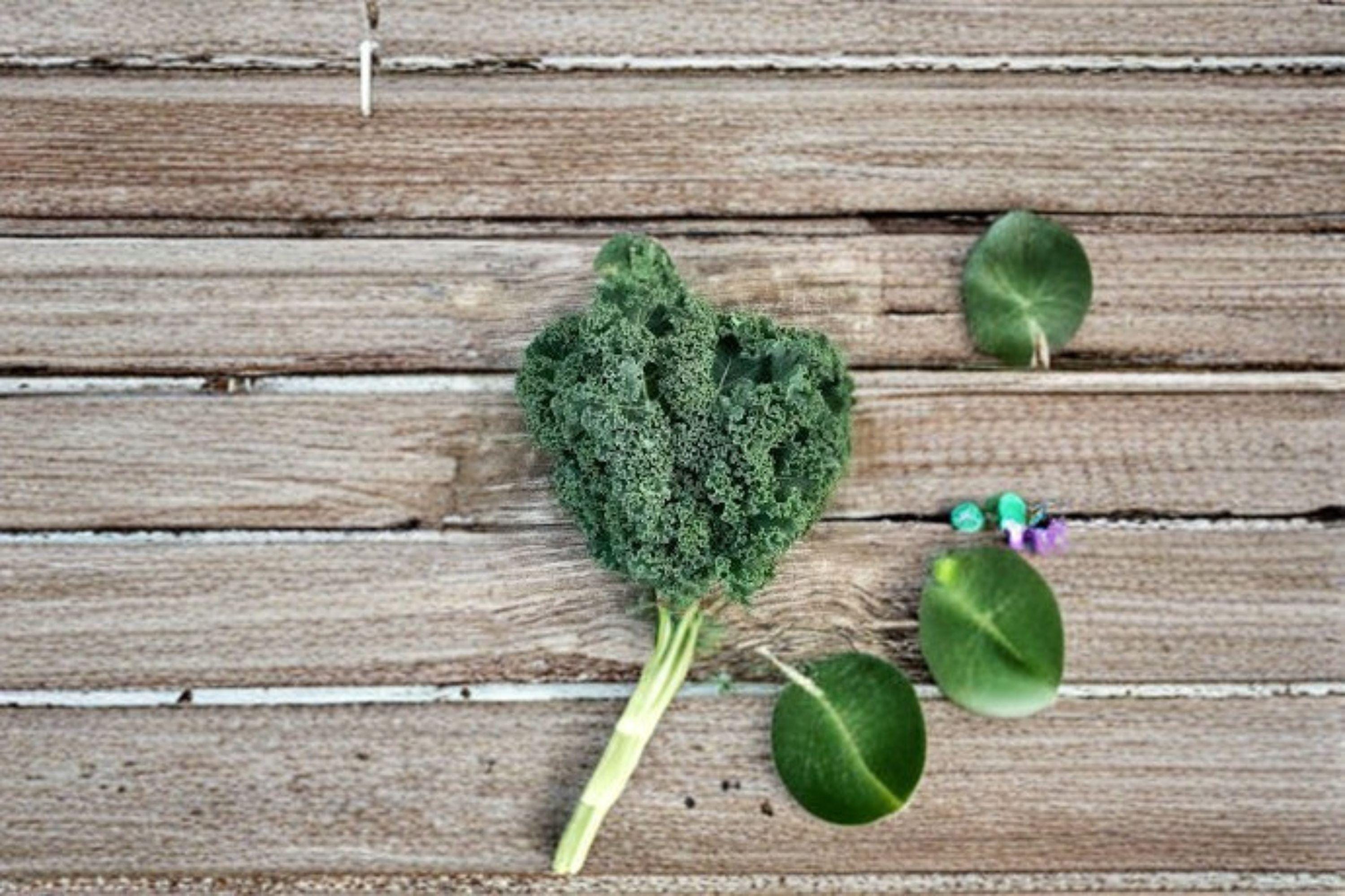 Kale – Dwarf Siberian Improved 250 Seeds | Cold-Hardy Kale | Tender Flat Leaves | Excellent for Fall & Winter