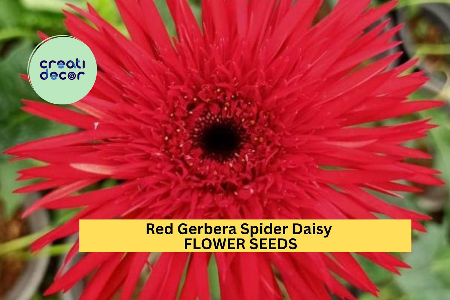 50+ Red Gerbera Spider Daisy Seeds – Unique Spiky Petal Blooms for Garden Planting, Bold Red Summer Flowers for Beds & Pots – USA