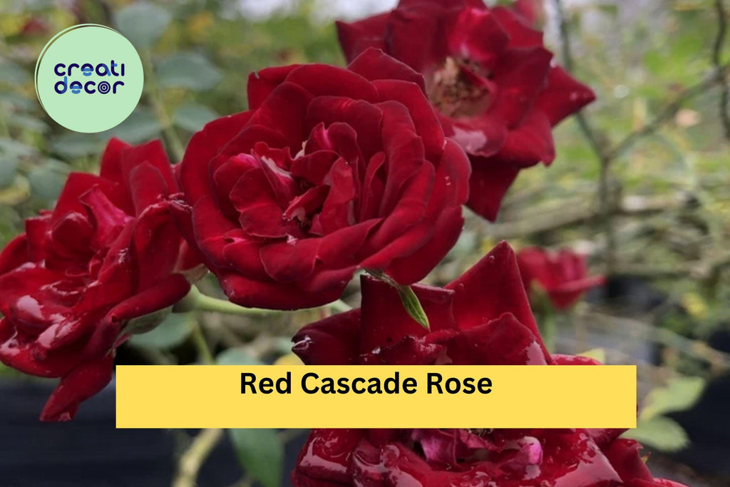 Red Cascade Rose Live Plant – Own Root Mini Climbing Rose, Ground Cover Sweetheart Variety, Trailing Red Blooms for Garden Landscape