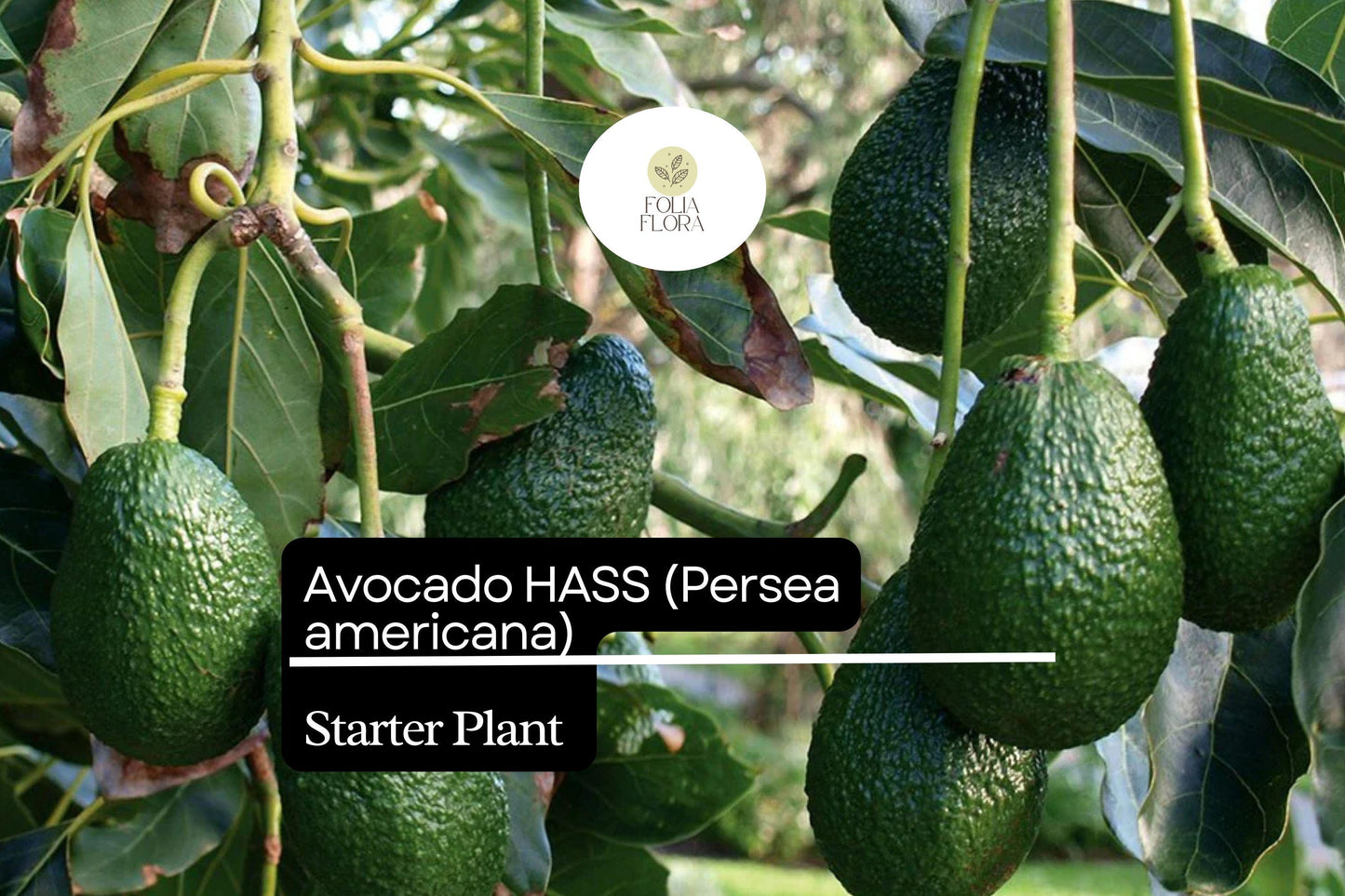 1 Starter Plant Avocado Hass Tree (Persea americana) Live Tropical Fruit Tree 12"-24"