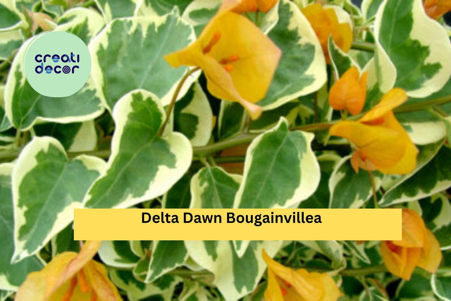 Delta Dawn Variegated Bougainvillea | Well Rooted Live Starter Plug Plant | Colorful Outdoor Flowering Vine