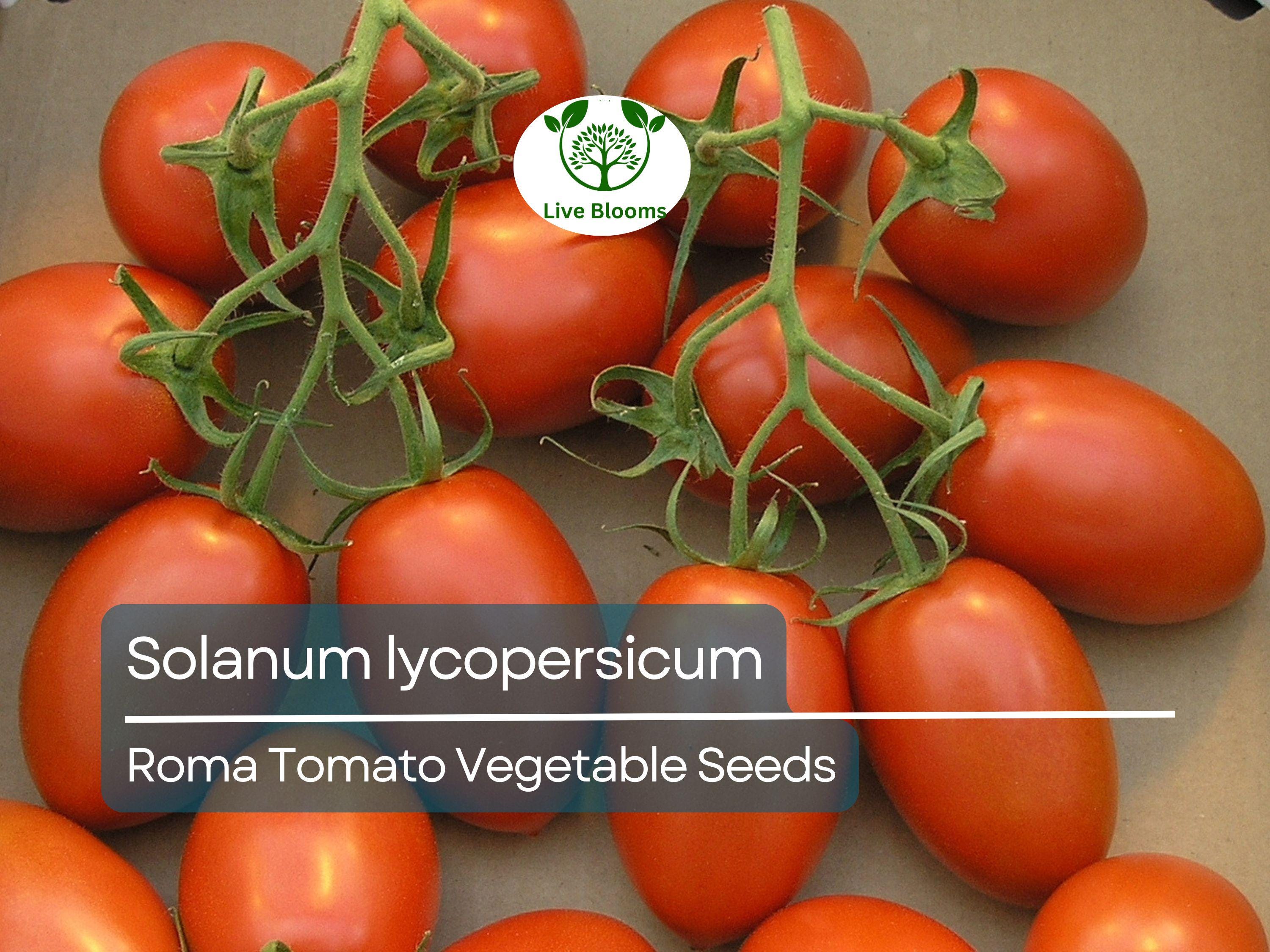 100 mg Roma Tomato Seeds - Solanum lycopersicum | Heirloom Paste Tomato for Planting, Gardening and Cooking | Ideal for Sauces & Canning