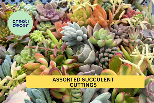 35 Assorted Succulent Cuttings – Mixed Sizes & Varieties + Free Bonus – Fresh Unrooted Starter Pack – Easy to Grow – Free Shipping – USA