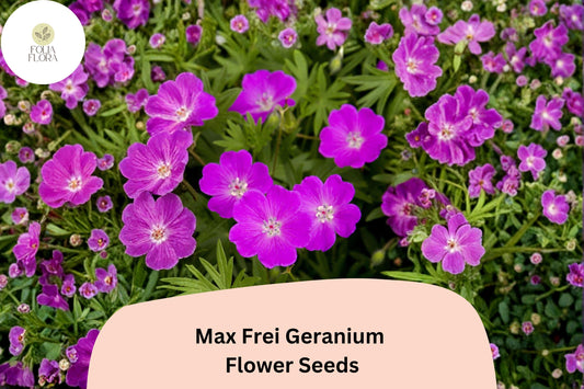 25+ Max Frei (Bloody Cranesbill) Geranium Seeds for Garden Planting – Purple Flowers, Hardy Perennial