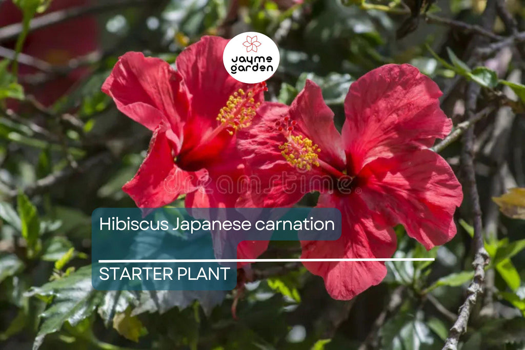 Japanese Carnation Starter Plant - Compact, Fragrant Blooms, Easy-Care Hibiscus, Perfect for Borders & Containers