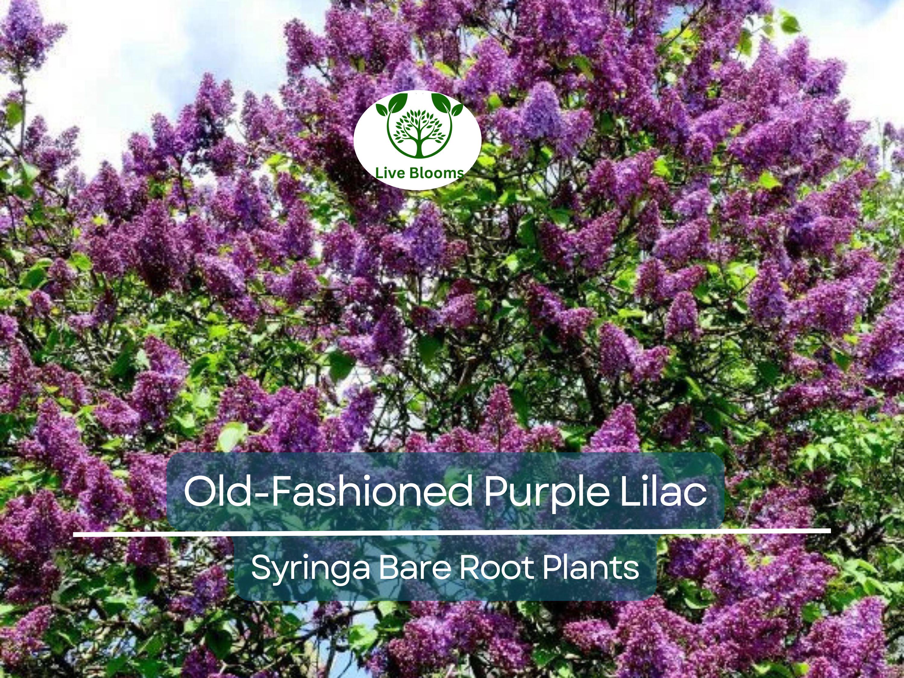 2 Old-Fashioned Purple Lilac Shrubs – Fragrant Bare Root Starter Plants – Heirloom Syringa for Spring Garden & Hedge