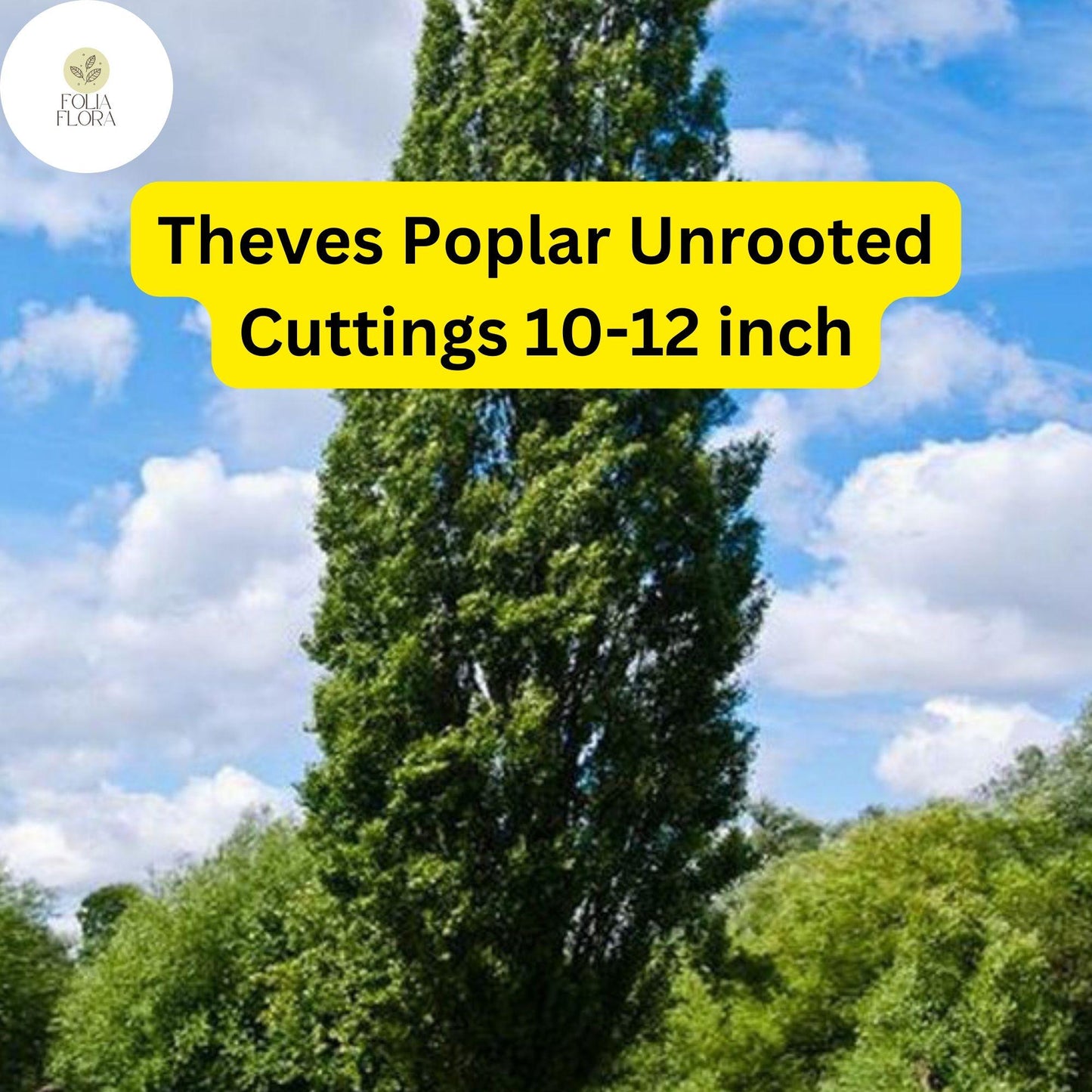 10 Unrooted Cuttings Theves Poplar (Populus nigra ‘Afghanica’) - Easy-to-Root 10-12 Inch