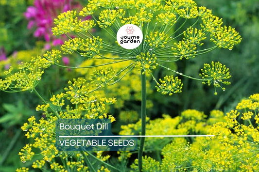 4,000 Bouquet Dill Seeds – Non-GMO Heirloom, Fast-Growing Culinary Herb, USA Seller, Free Shipping