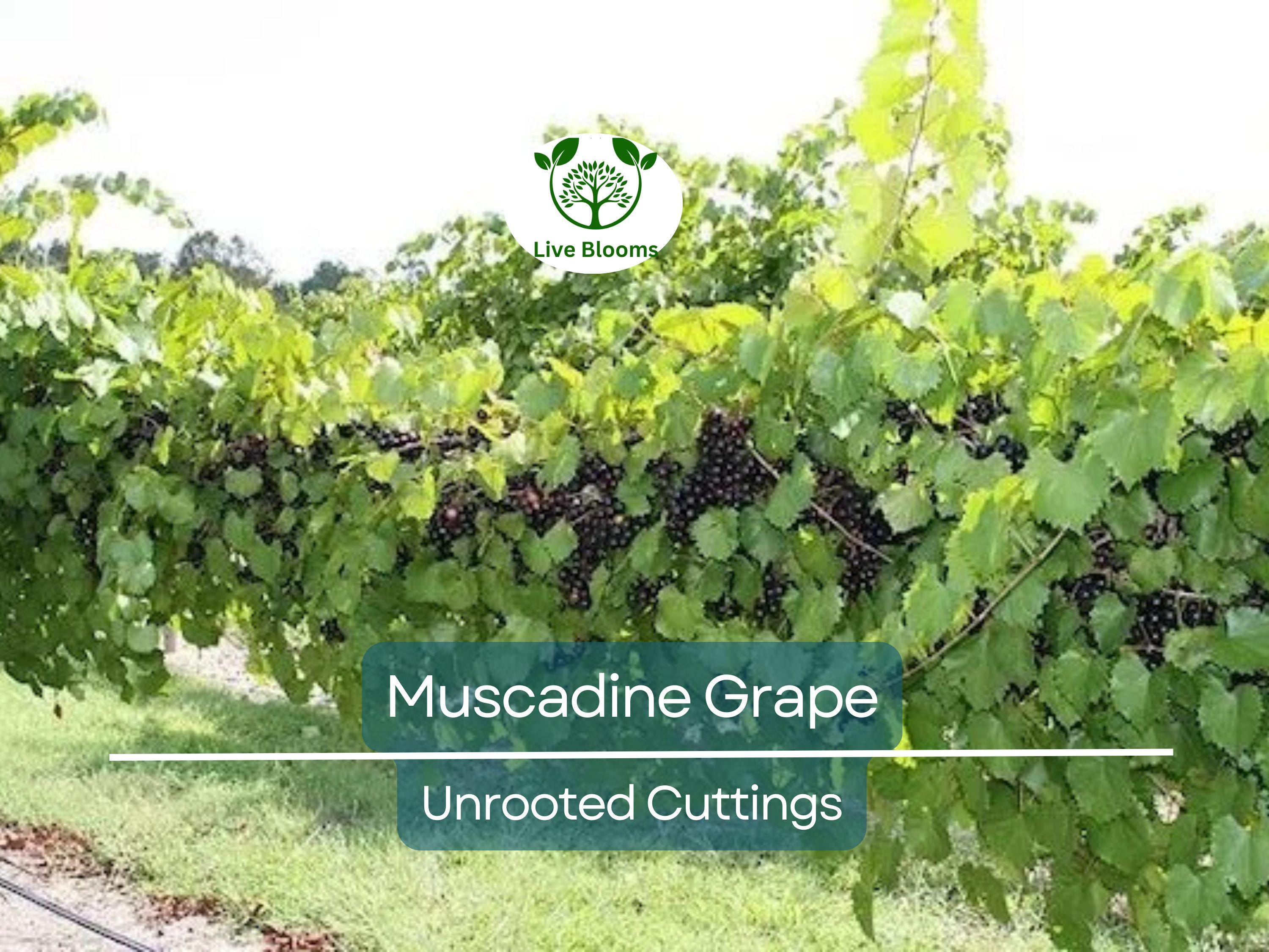 8 Fresh Vine Clippings Muscadine Grapes (Vitis rotundifolia) - Organic Wild Grown Superfood for Propagation & Grafting