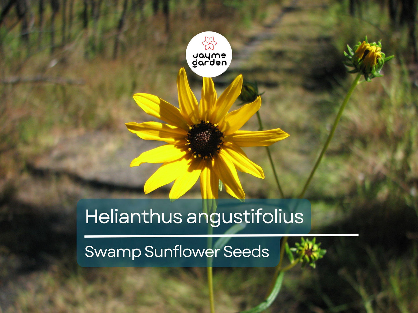 200 Seeds Helianthus Angustifolius | Narrowleaf Swamp Sunflower | Bright Yellow Blooms | Pollinator Native Perennial for Wetlands & Gardens