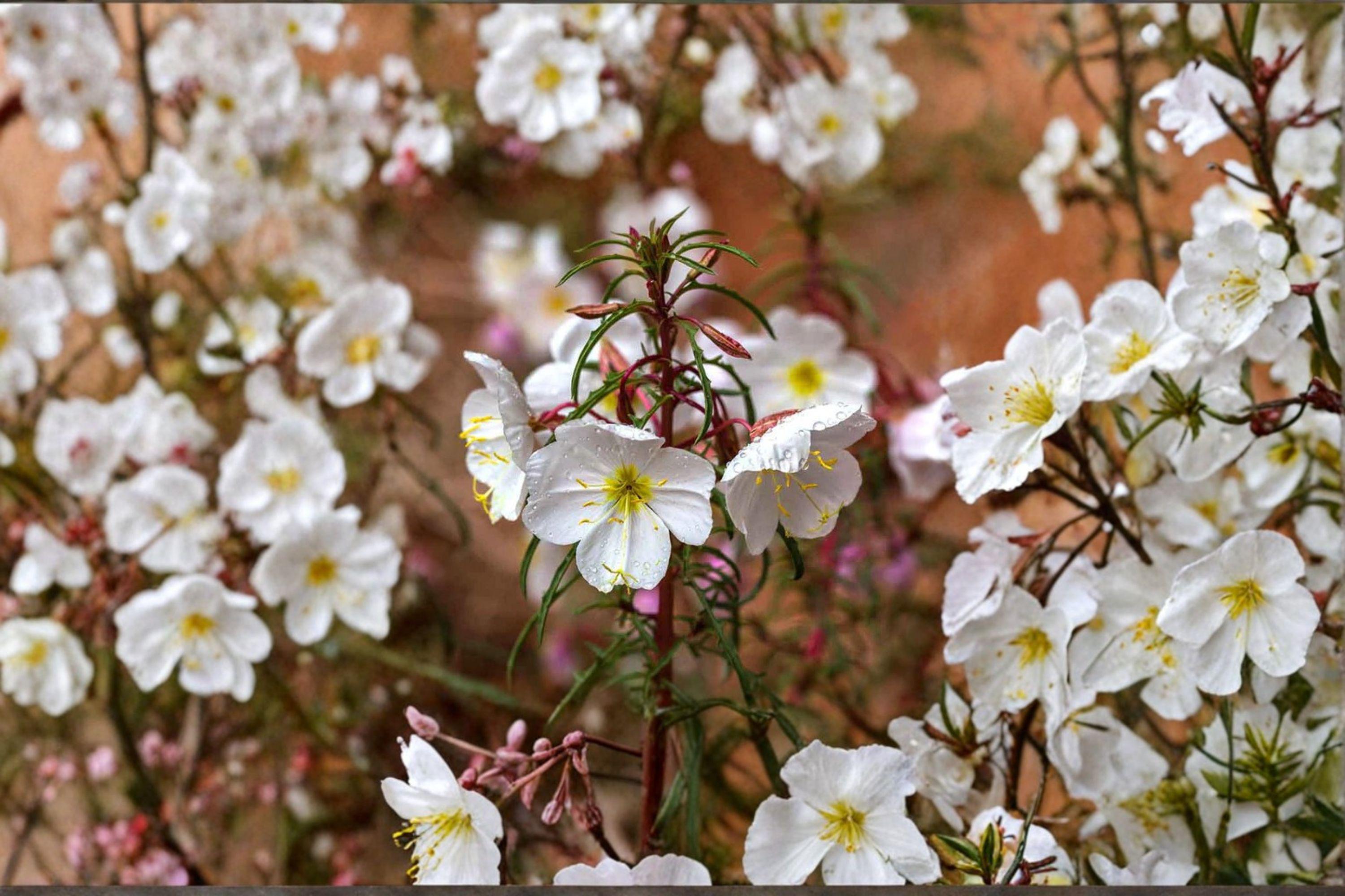 Pale Evening Primrose Seeds – Oenothera pallida, Native Drought-Tolerant Wildflower (100 Seeds)