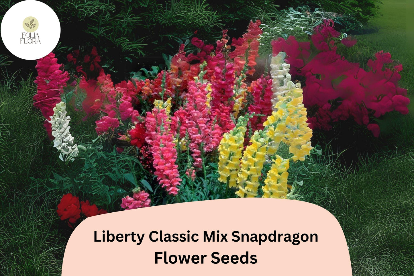 Antirrhinum majus Liberty Classic Mix Snapdragon Seeds – 1000+ Vibrant Blooms for Garden & Cut Flowers