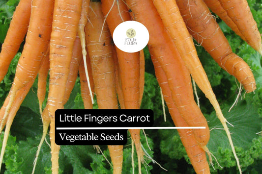 300 Little Fingers Carrot Seeds – Daucus carota – Heirloom, Sweet & Crisp, Mini Baby Carrots