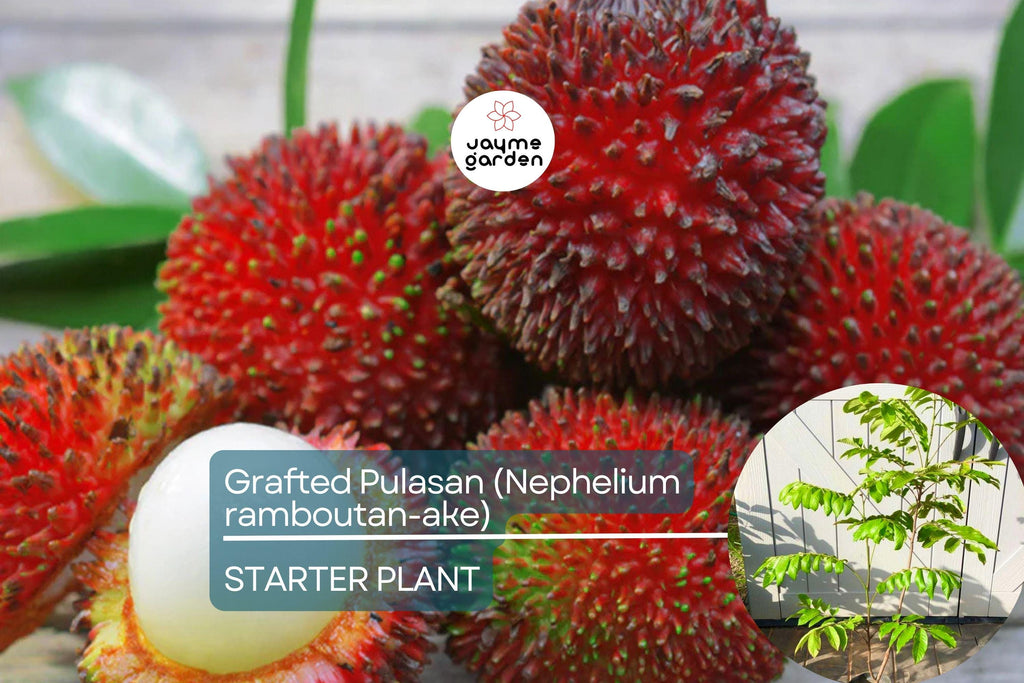 Grafted Pulasan Tree Exotic Tropical Fruit Tree 24"-36" | Nephelium Ramboutan-Ake Starter Plant | Sweet, Juicy Fruit | Fast Fruiting