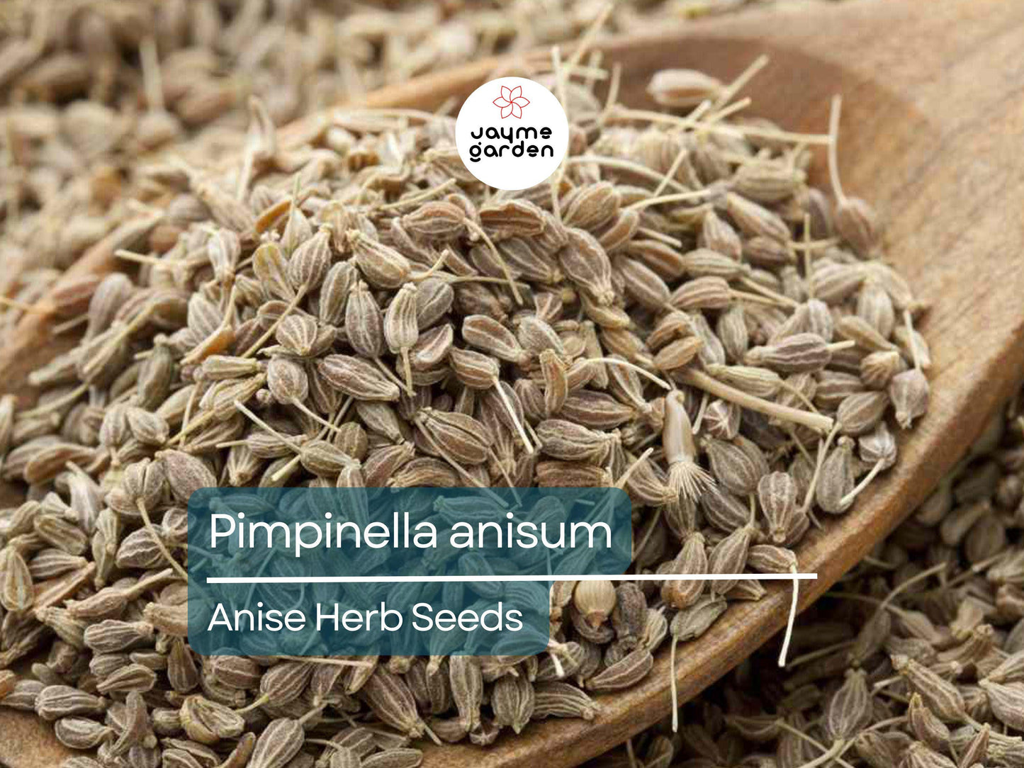 Anise Herb Seeds for Planting (250mg) - Aromatic & Edible Heirloom Seeds - Grow for Tea, Baking, or Culinary Dishes
