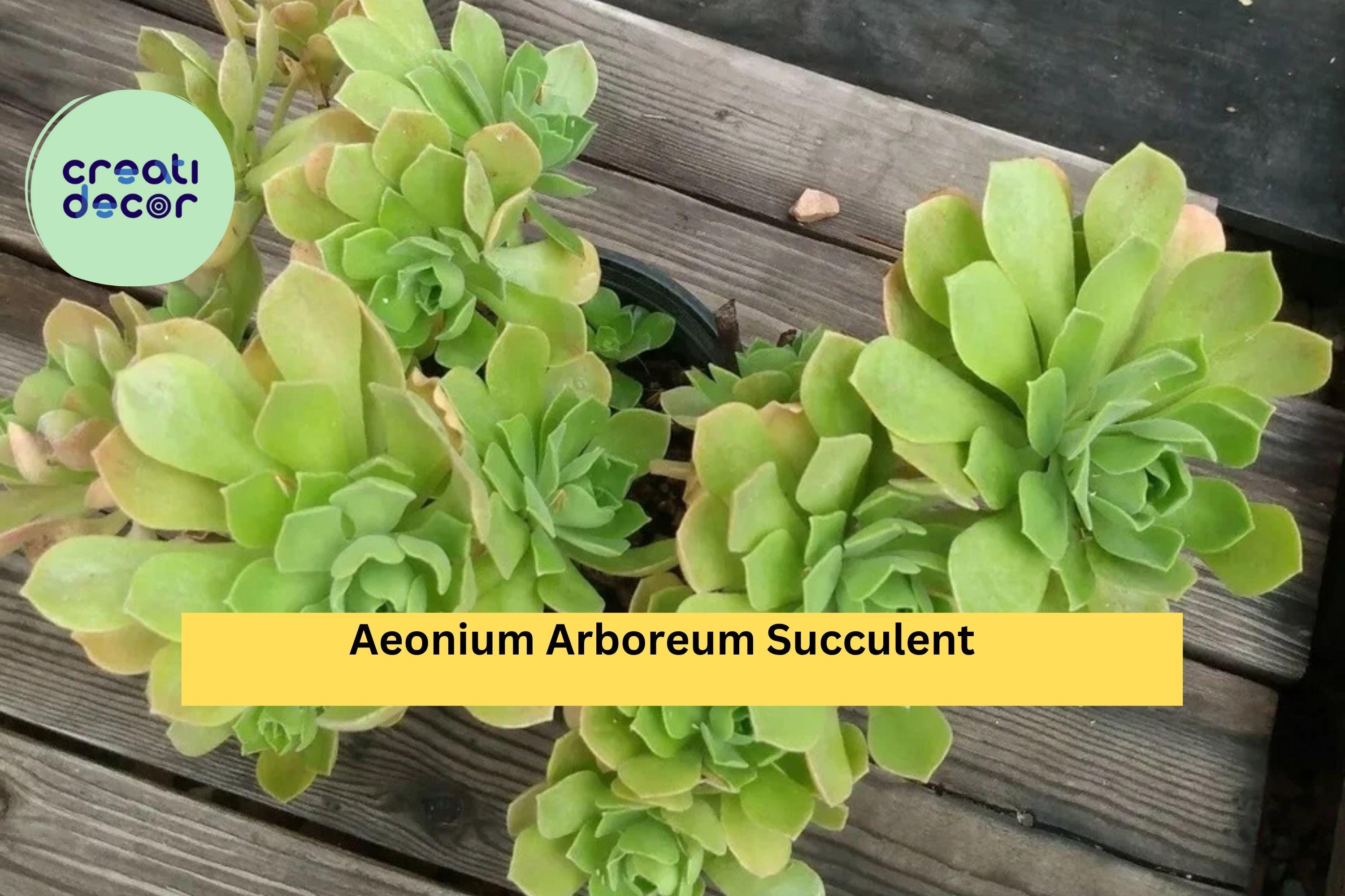 Aeonium Arboreum Succulent Cuttings – 2 Fresh Unrooted Stems, Easy to Root, Drought-Tolerant Succulent for Pots or Rock Gardens, Zones 9–11