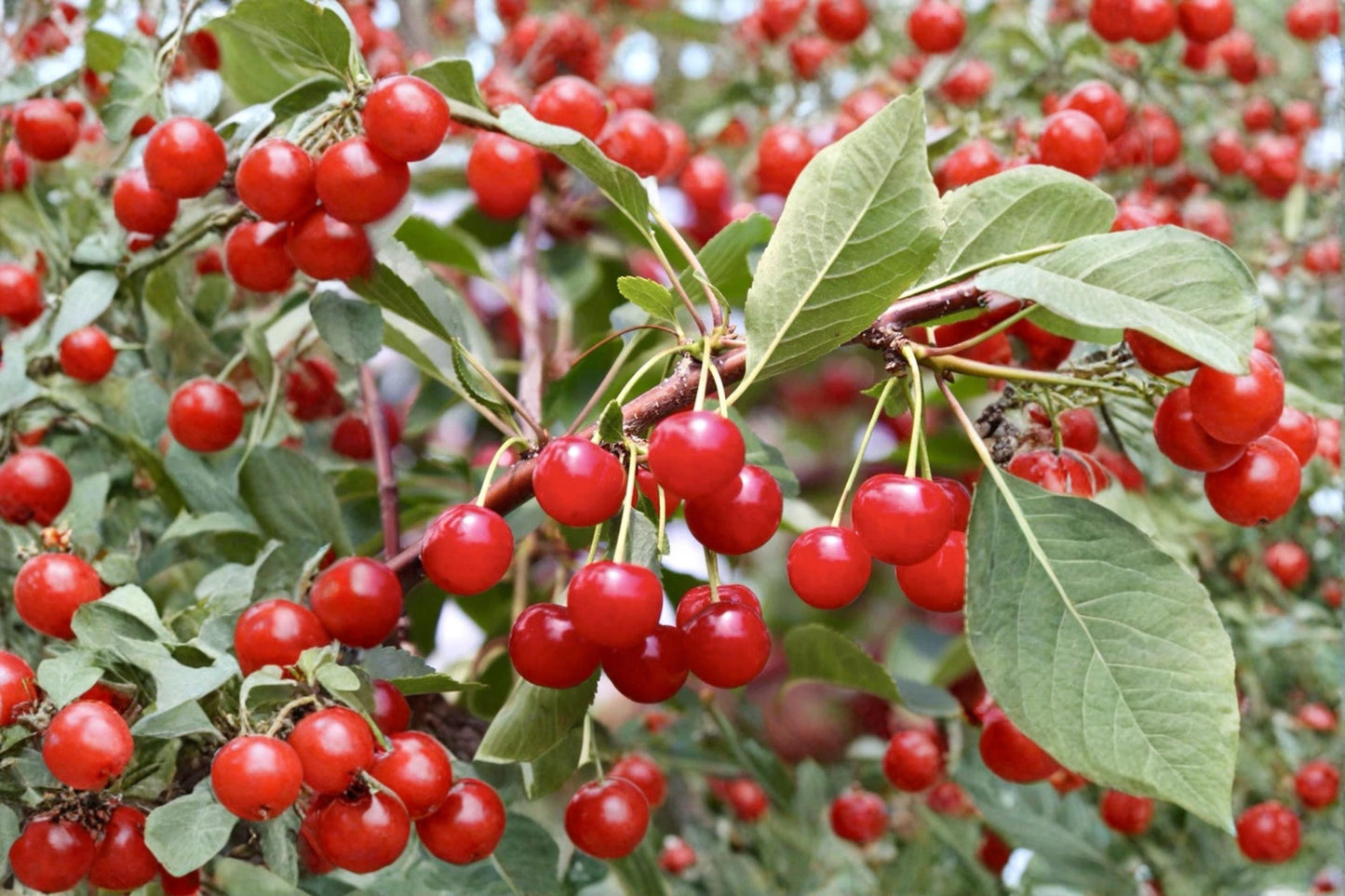 Montmorency Cherry 7 Cuttings (Prunus cerasus) Unrooted Tart Cherry Tree