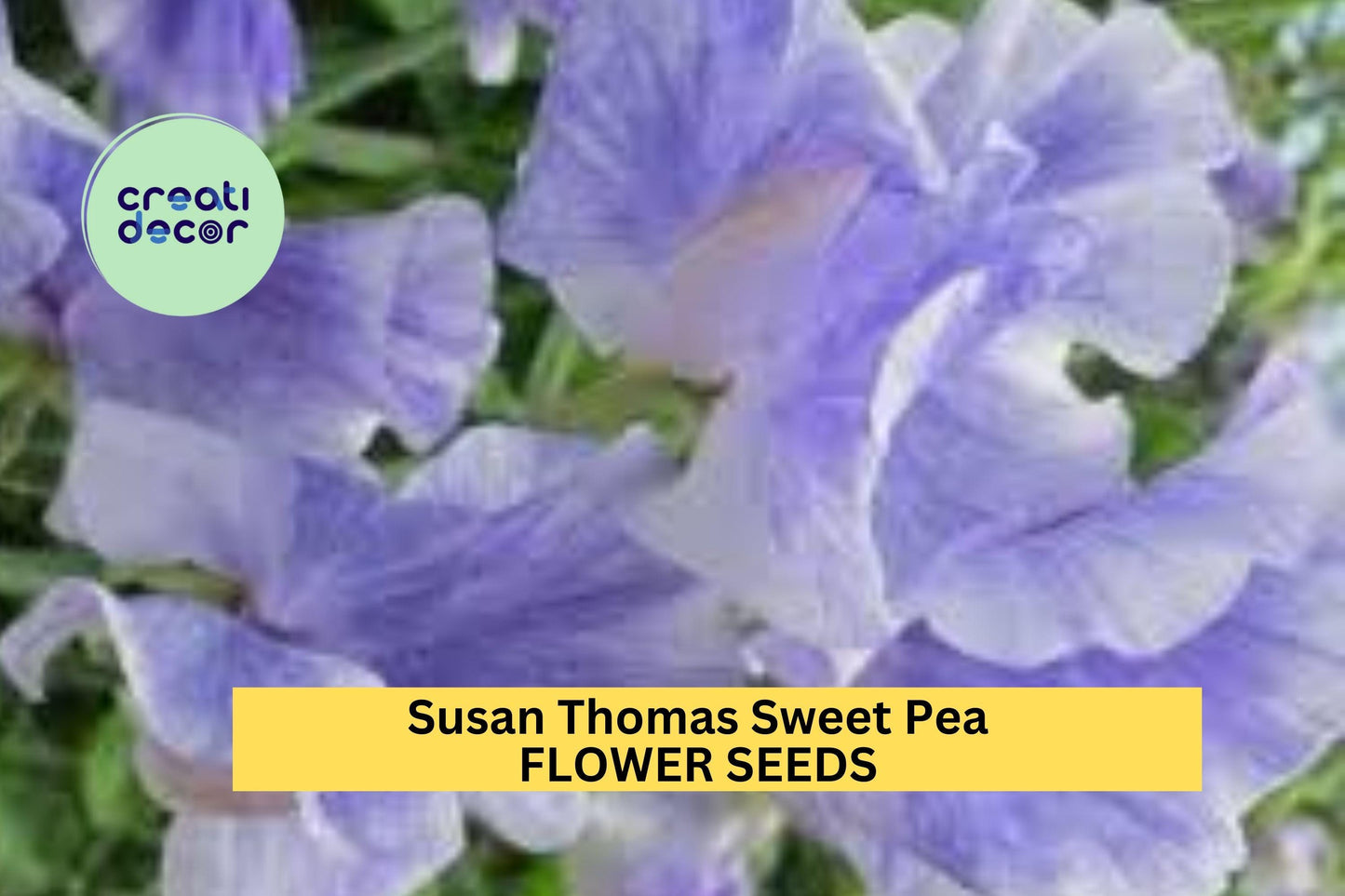 50+ Susan Thomas Sweet Pea Seeds – Fragrant Deep Pink Blooms for Garden Planting, Climbing Vines for Trellises & Bouquets – USA