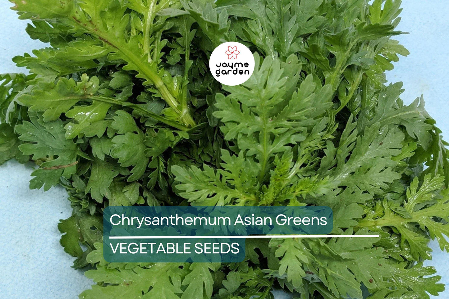 500 Shungiku Seeds - Edible Chrysanthemum - Asian Greens - Tongho - Choy Suy - Garland Chrysanthemum - Cool Season Salad Green