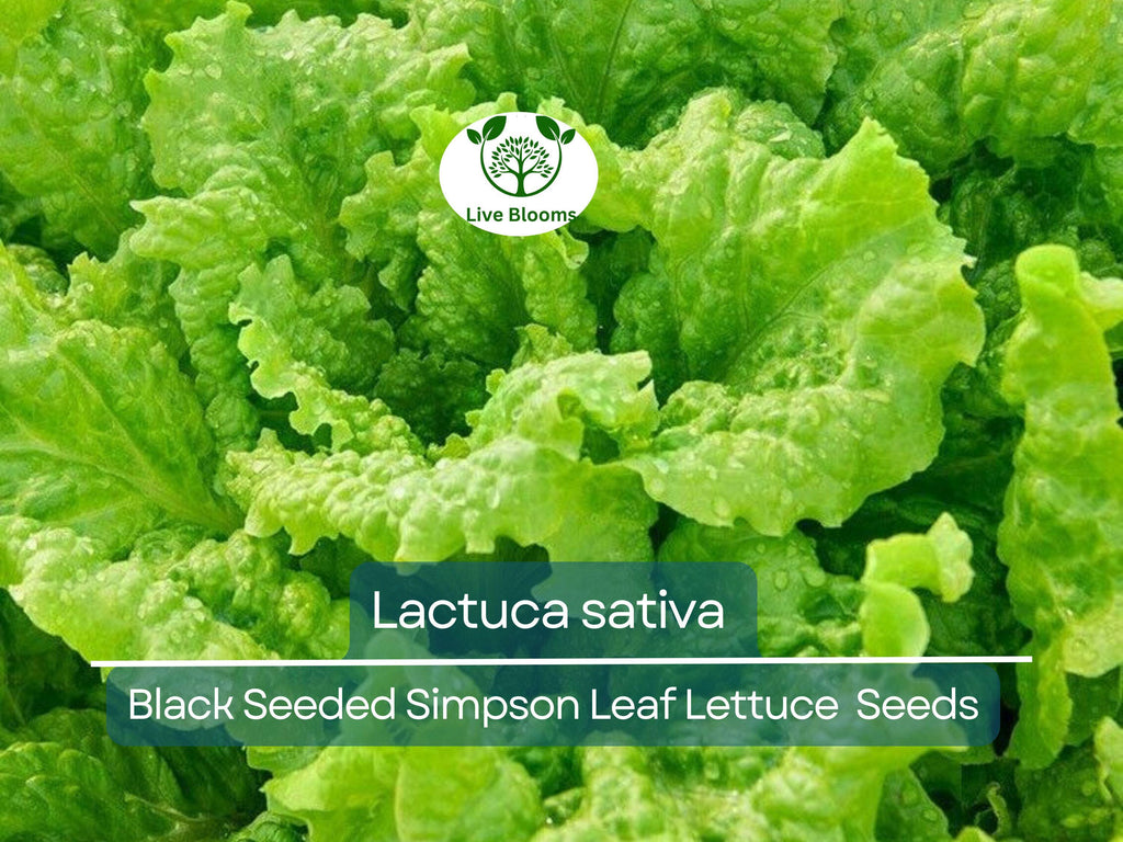700 Seeds Black Seeded Simpson Leaf Lettuce – Lactuca sativa | Heirloom Lettuce for Planting, Gardening & Fresh, Tender Harvests