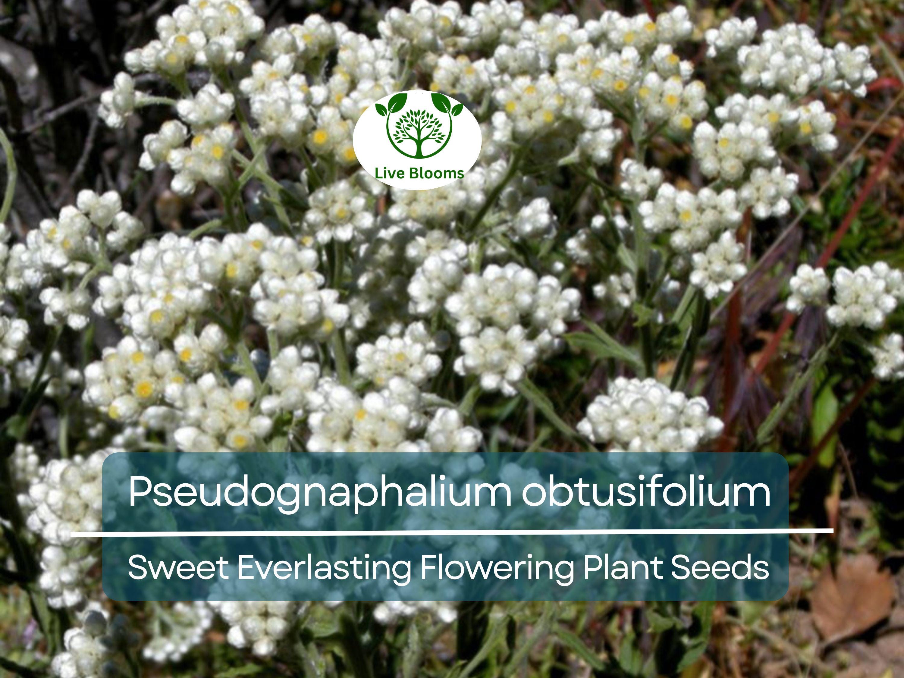 30 mg Seeds Pseudognaphalium obtusifolium – Sweet Everlasting Flowering Plant for Planting | Drought-Tolerant Wildflower Seeds