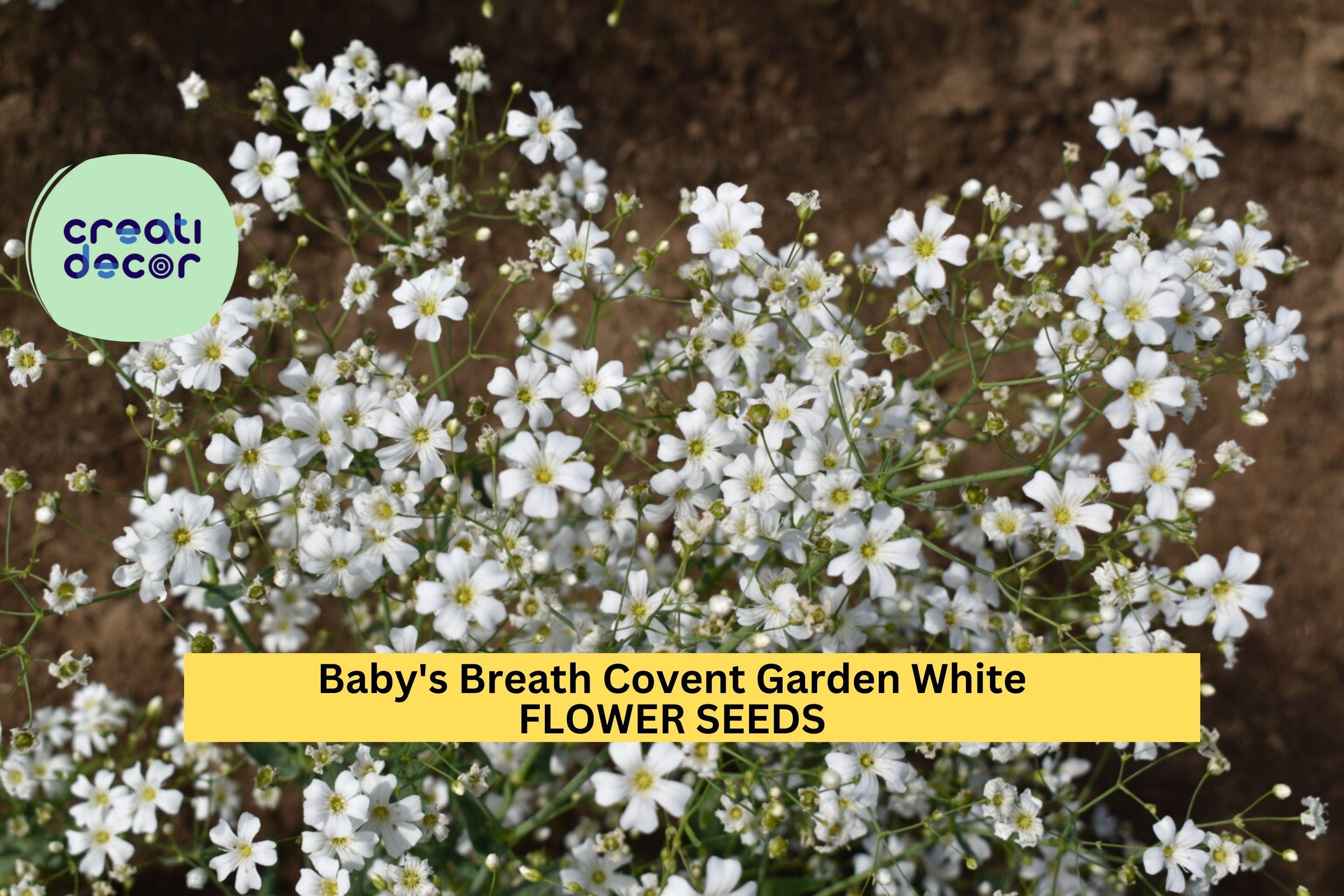 3pcs of 300mg Baby’s Breath Covent Garden Seeds – White Blooms for Bouquets, Borders & Cottage Garden Planting Seeds for Planting