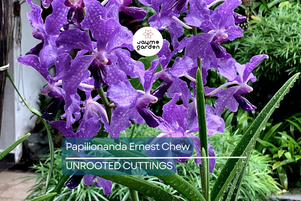 Papilionanda Ernest Chew "Cerulean Treasure" Orchid Flowering Size, Light Blue Blooms