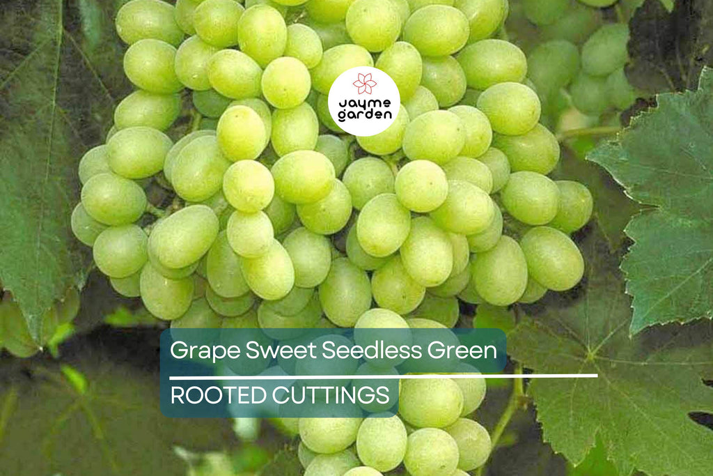 Grape Vine 18” Rooted Cutting – Sweet Seedless Green Grape Plant – Ready to Plant – Local Pickup Only