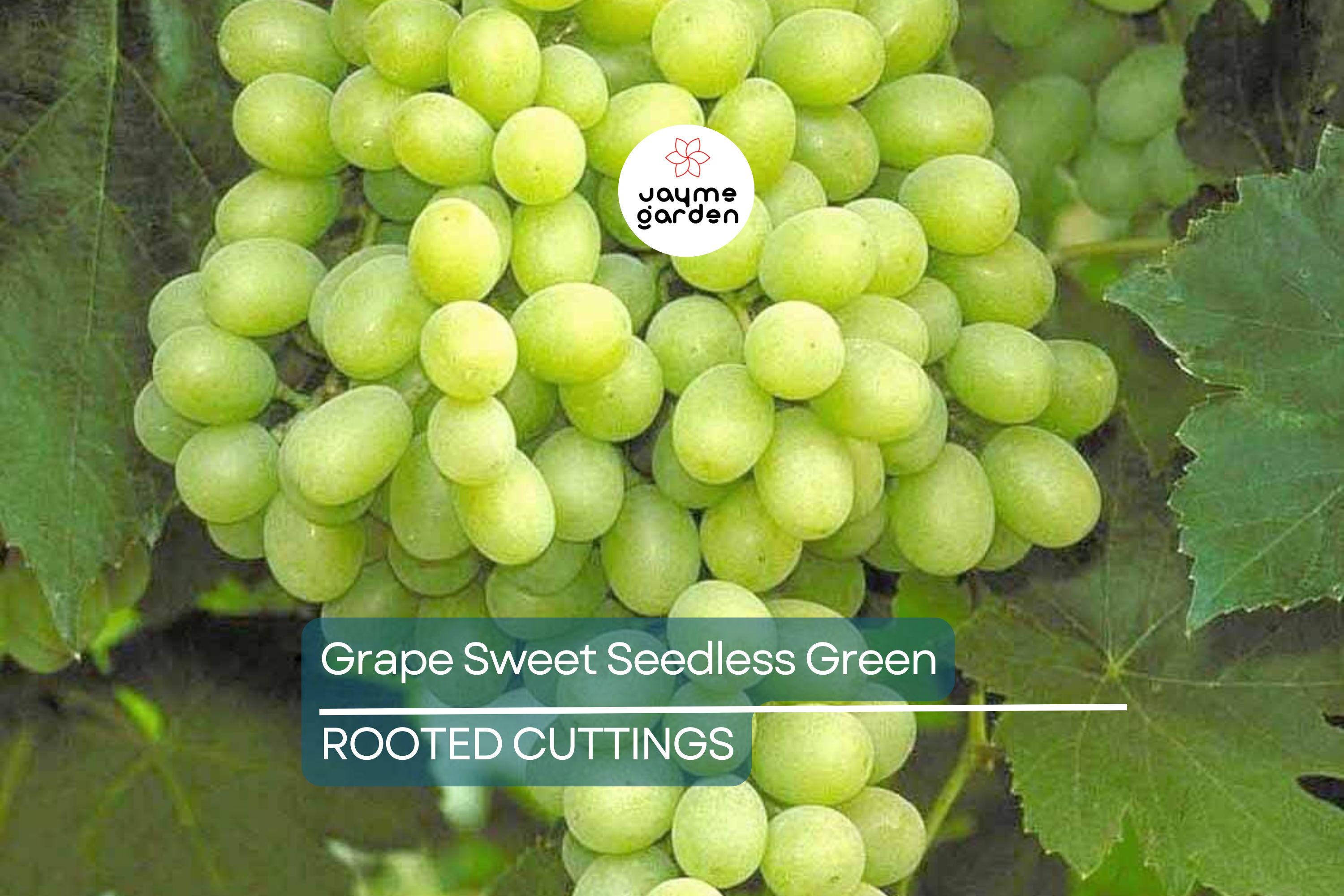 Grape Vine 18” Rooted Cutting – Sweet Seedless Green Grape Plant – Ready to Plant – Local Pickup Only