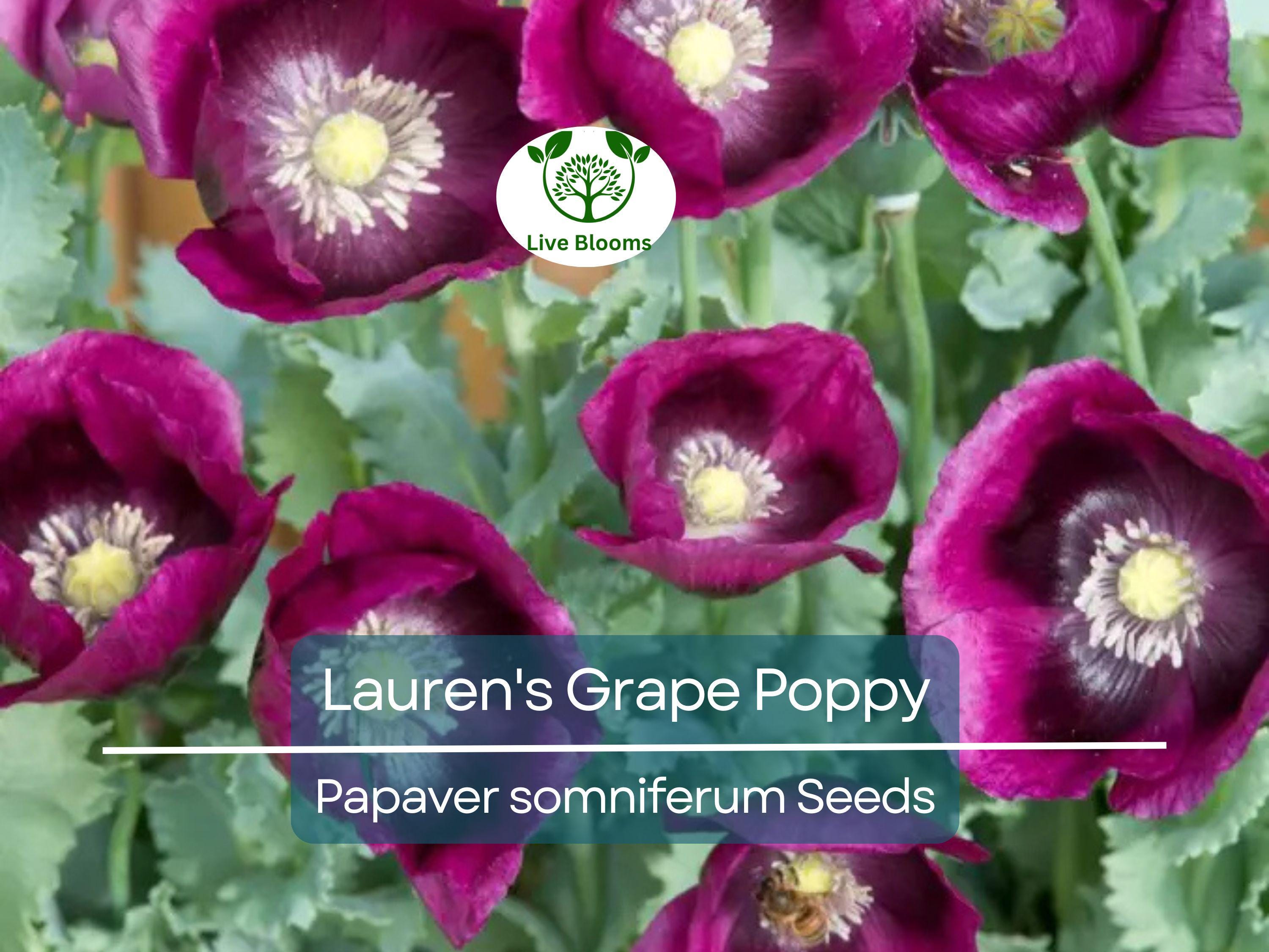500 Seeds Poppy LAUREN'S GRAPE (Papaver somniferum) Purple Poppies, Attracts Bees & Butterflies, Non-GMO, Gorgeous Garden Flowers