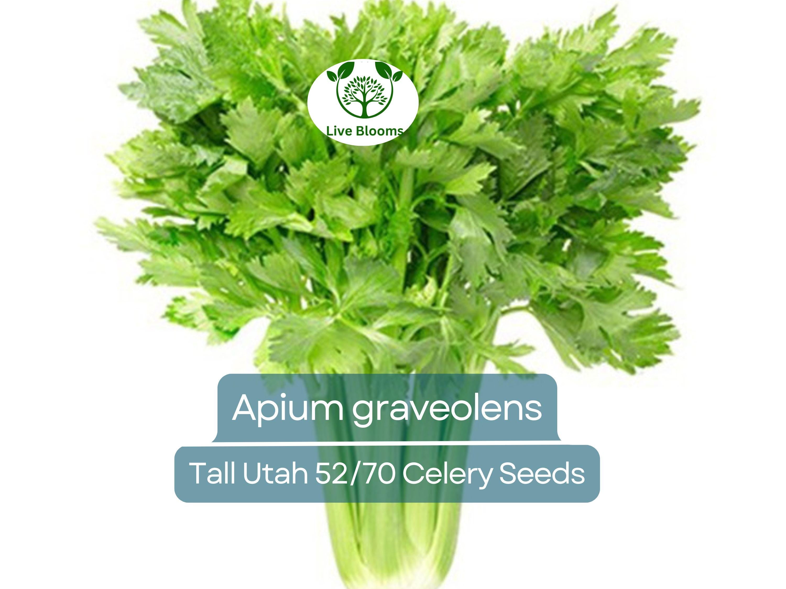 2500 Seeds Celery Tall Utah 52/70 - Apium graveolens | Heirloom Celery for Planting, Gardening Crisp Stalks for Cooking & Salads