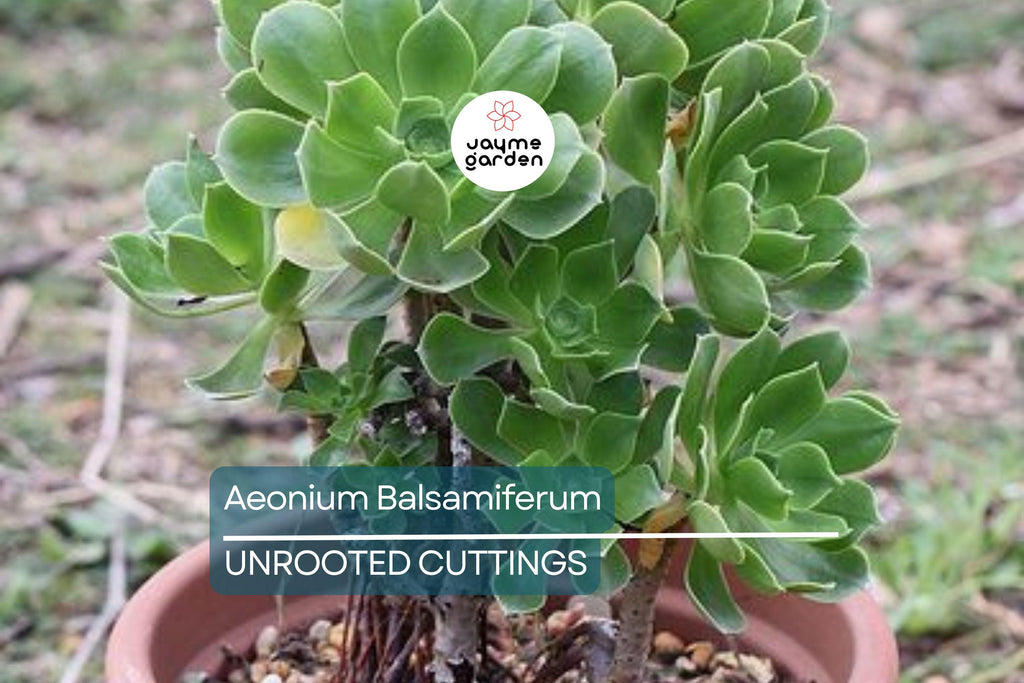 Aeonium Balsamiferum 4" Cutting | Unrooted Succulent Plant | Easy to Grow | Unique Broccoli-Like Shape |