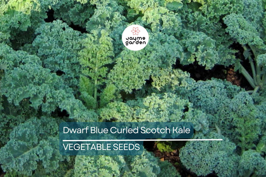1,500 Dwarf Blue Curled Scotch Kale Seeds – Non-GMO Heirloom, Hardy, Free Shipping
