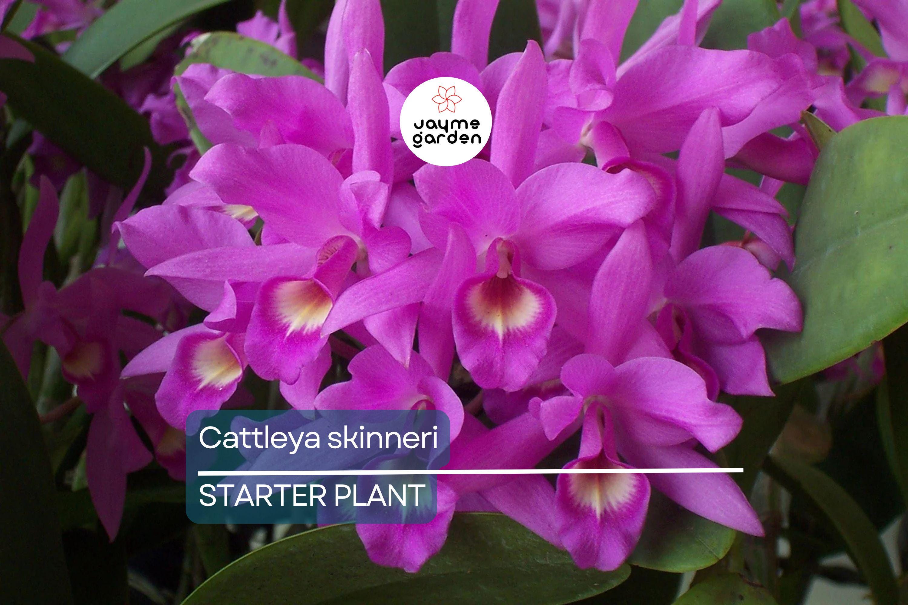 Cattleya Skinneri 3N Pink Live Orchid Seedling | National Flower of Costa Rica | 2" Pot | Rare Pink-to-Light Purple Blooms