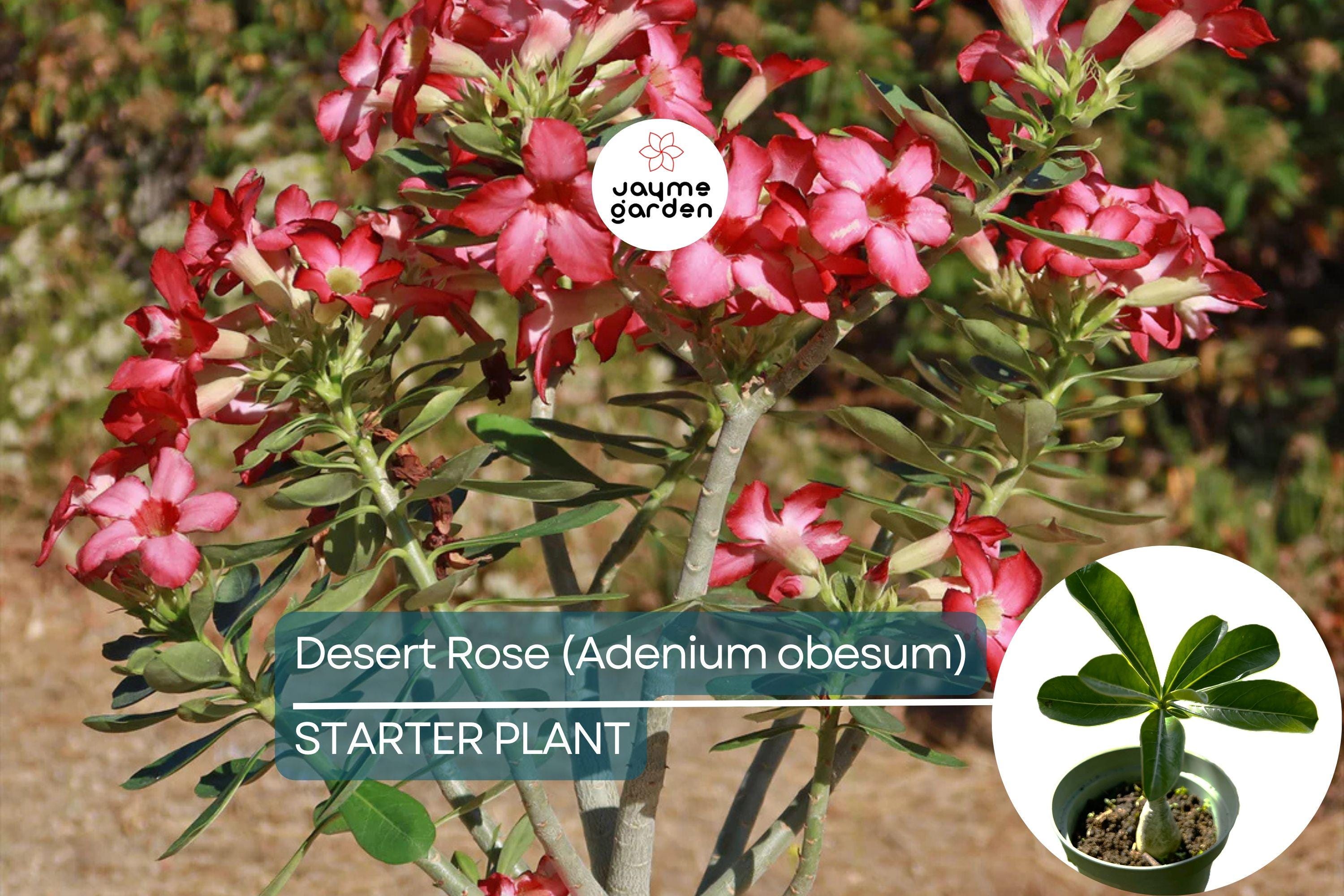 Desert Rose (Adenium obesum) Starter Plant | Unique Bonsai-Like Shape | Beautiful Flowering Indoor/Outdoor Plant