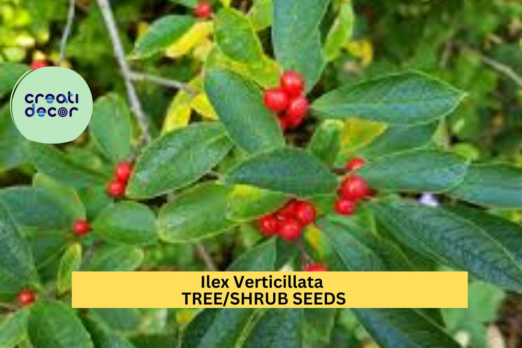 3pcs x 250mg Ilex Verticillata Seeds – Winterberry Holly for Landscaping, Wildlife Gardens, or Decorative Hedges Seeds for Planting
