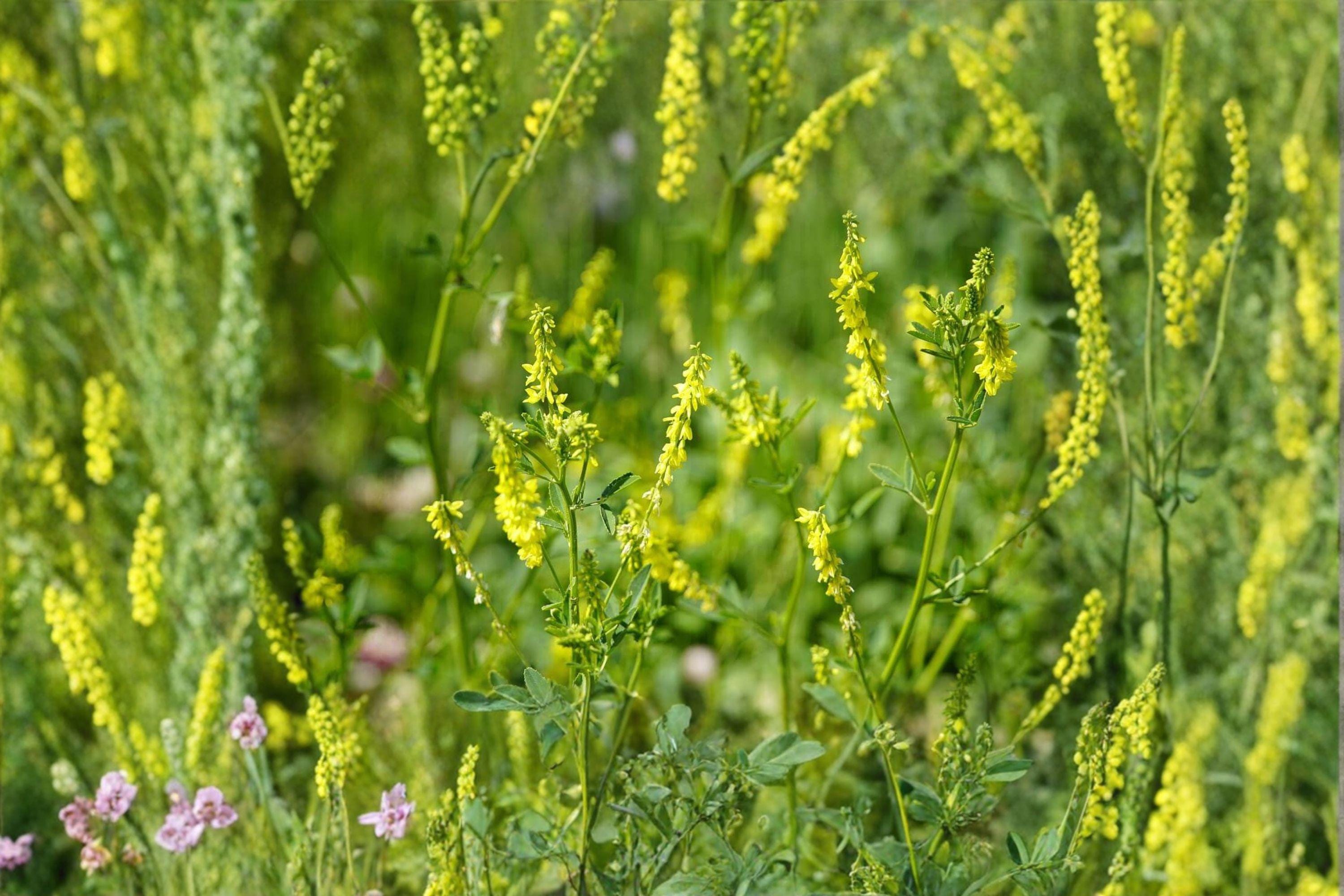 Yellow Blossom Sweet Clover – Melilotus officinalis Seeds | 100 Seeds | Nitrogen Fixing | Pollinator Favorite