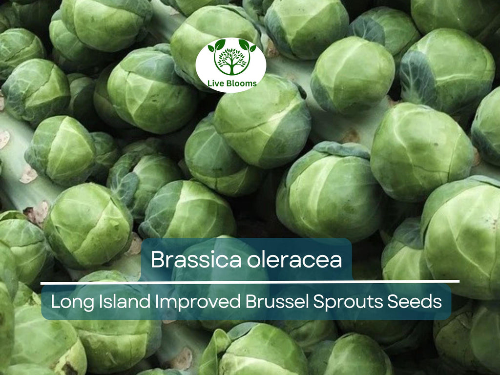 250 Seeds Long Island Improved Brussel Sprouts - Brassica oleracea | Heirloom Variety for Planting, Gardening & Nutritious Harvest