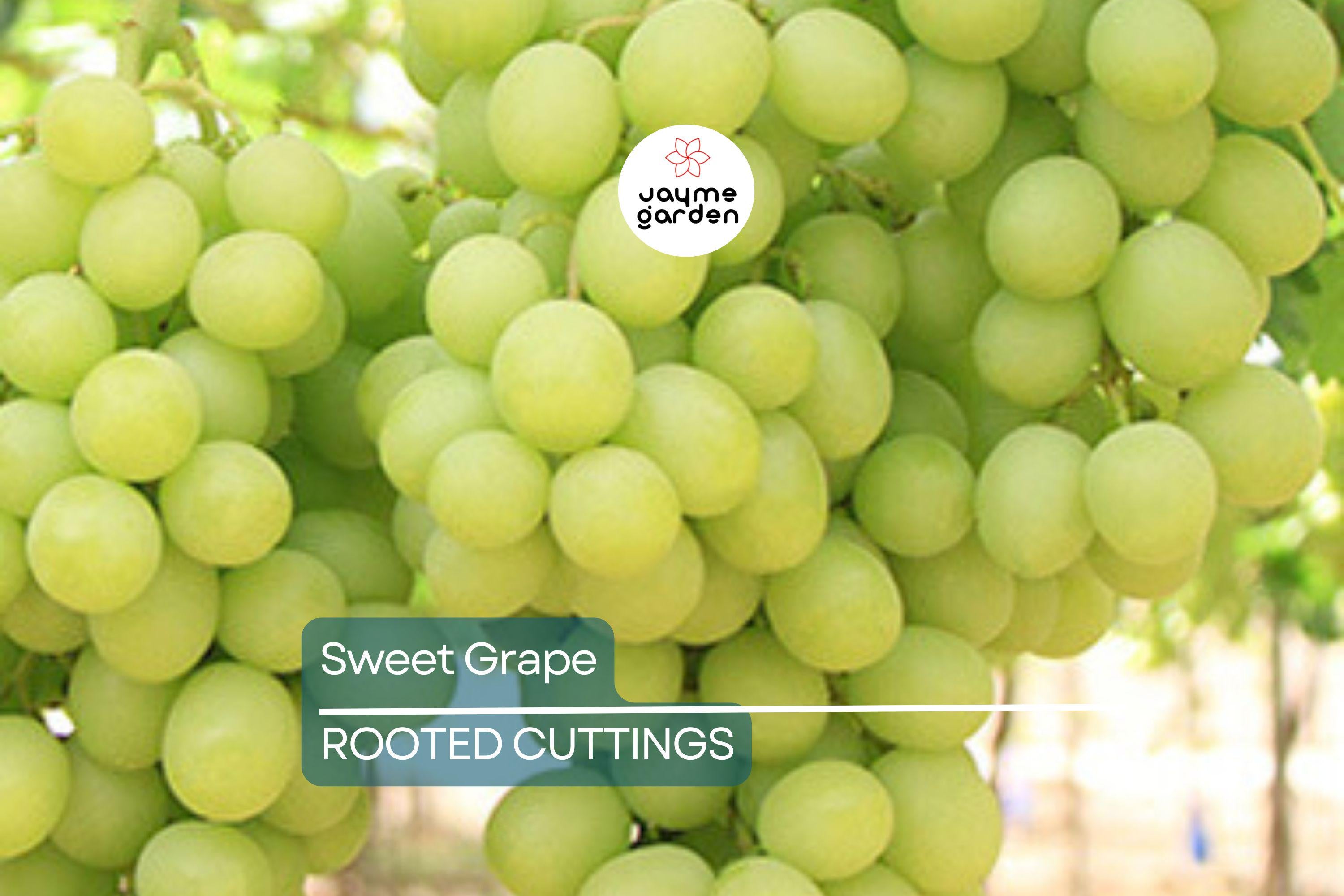 Sweet Seedless Green Grape Cutting Vine - Rooted Live Plant - Ready to Plant, Easy Care Grape Vine