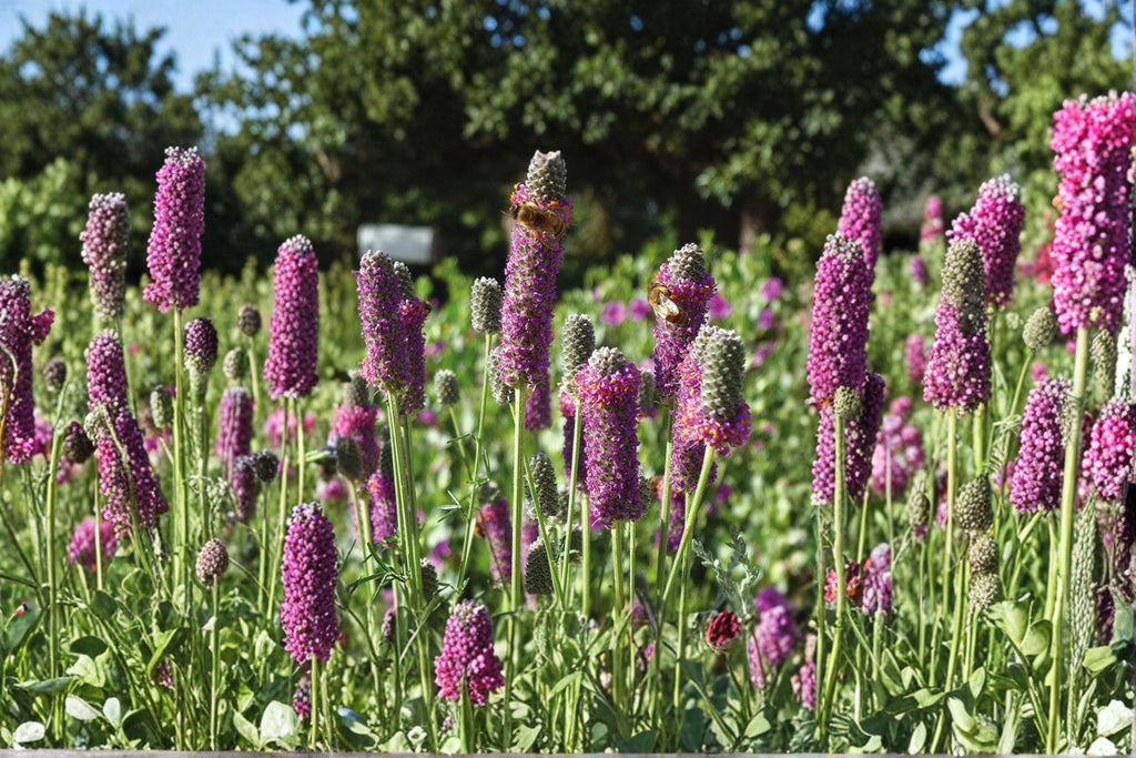 Purple Prairie Clover – Dalea purpurea, Native Prairie Perennial | Nitrogen Fixer (100 Seeds)
