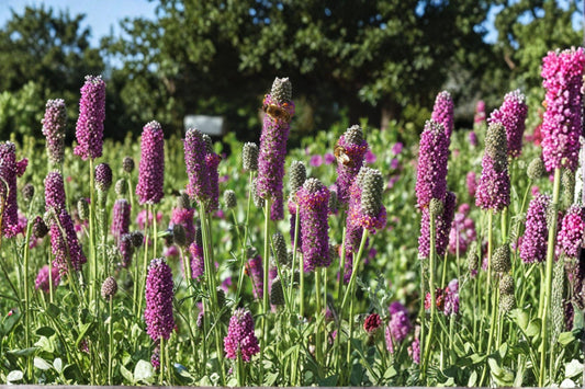 Purple Prairie Clover – Dalea purpurea, Native Prairie Perennial | Nitrogen Fixer (100 Seeds)