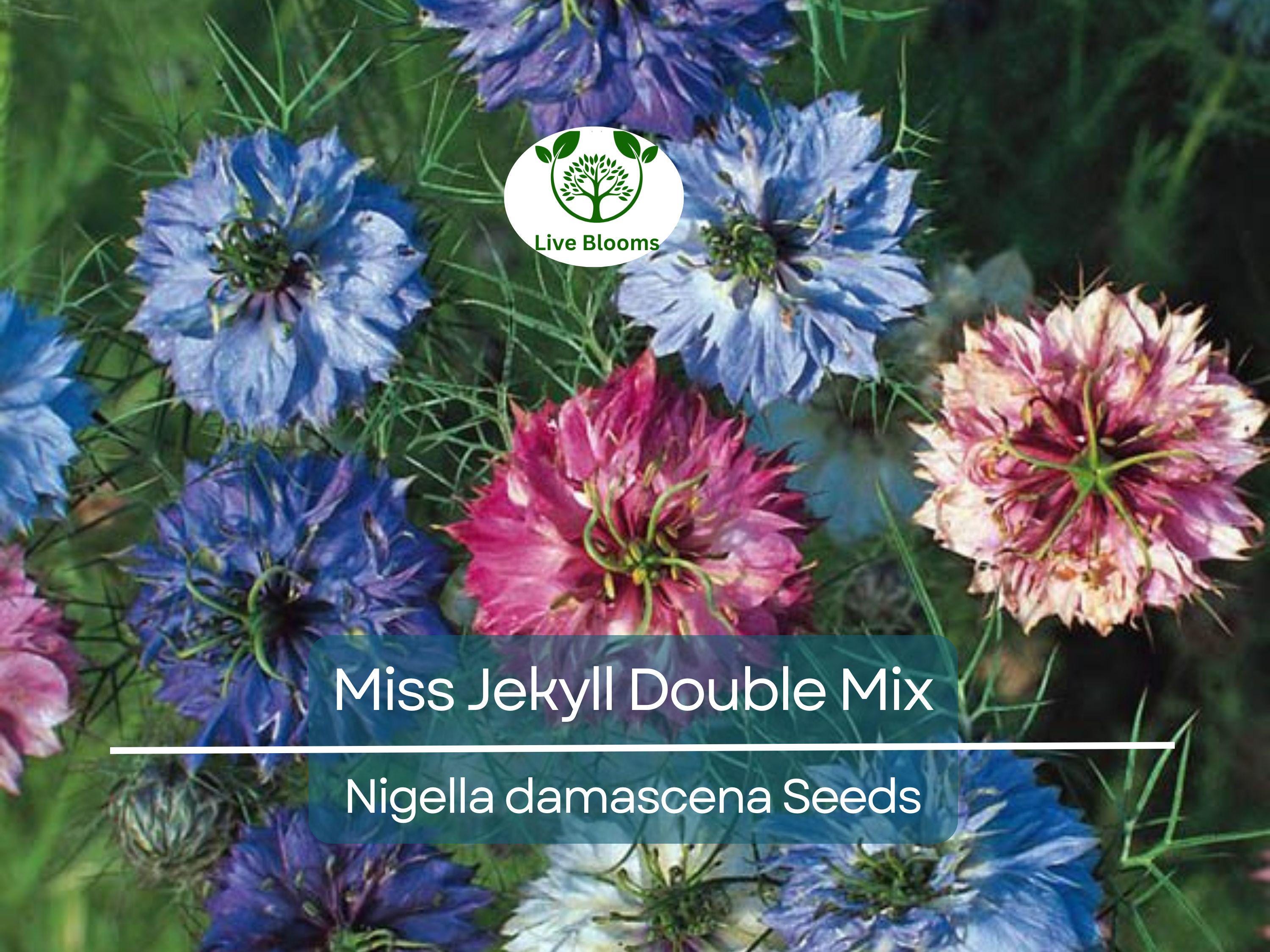 200 Love-in-a-Mist Seeds - Miss Jekyll Double Mix | Nigella damascena, Cottage Garden Flower, Non-GMO, Heirloom, Pollinator Friendly