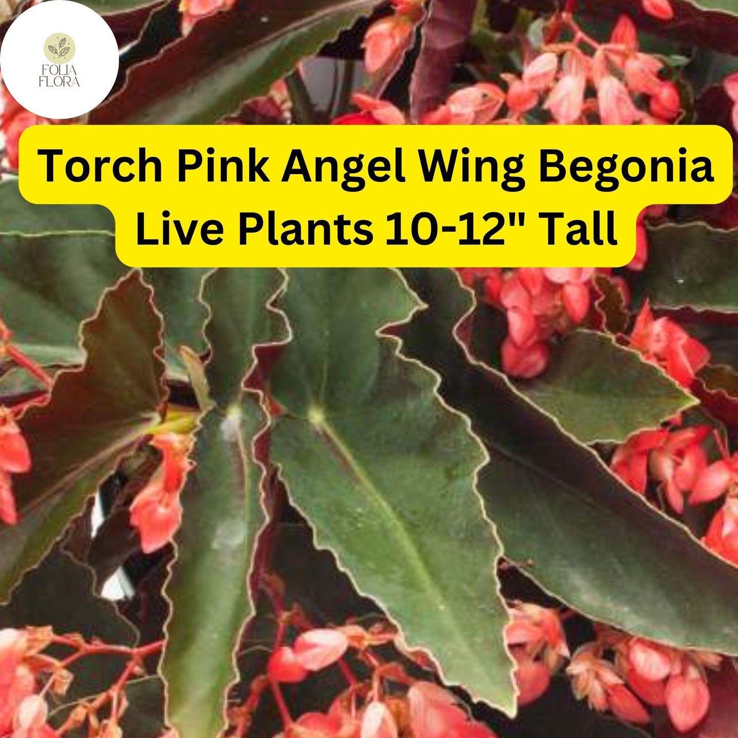1 Torch Pink Angel Wing Begonia - Live Plant 10-12" Tall in 4" Pot - Stunning Foliage & Pink Blooms