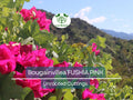 7 Fuchsia Pink Bougainvillea Unrooted Cuttings 6" | Bougainvillea glabra, Flowering Shrub, Colorful Bush for Garden