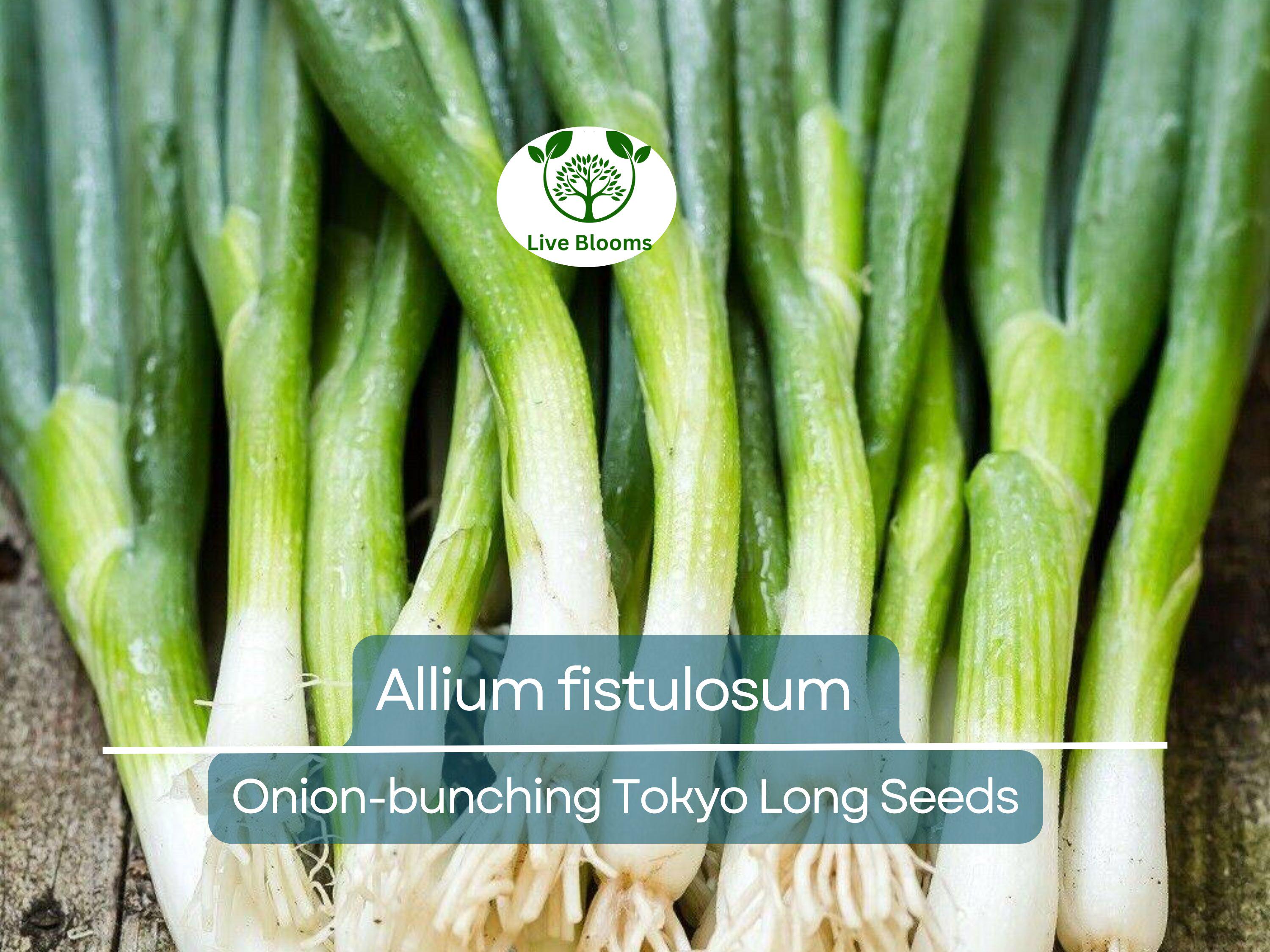 250 Seeds Onion Bunching Tokyo Long for Planting (Allium fistulosum) - Sweet, Mild Green Onions for Home Gardens, Ideal for Spring & Fall