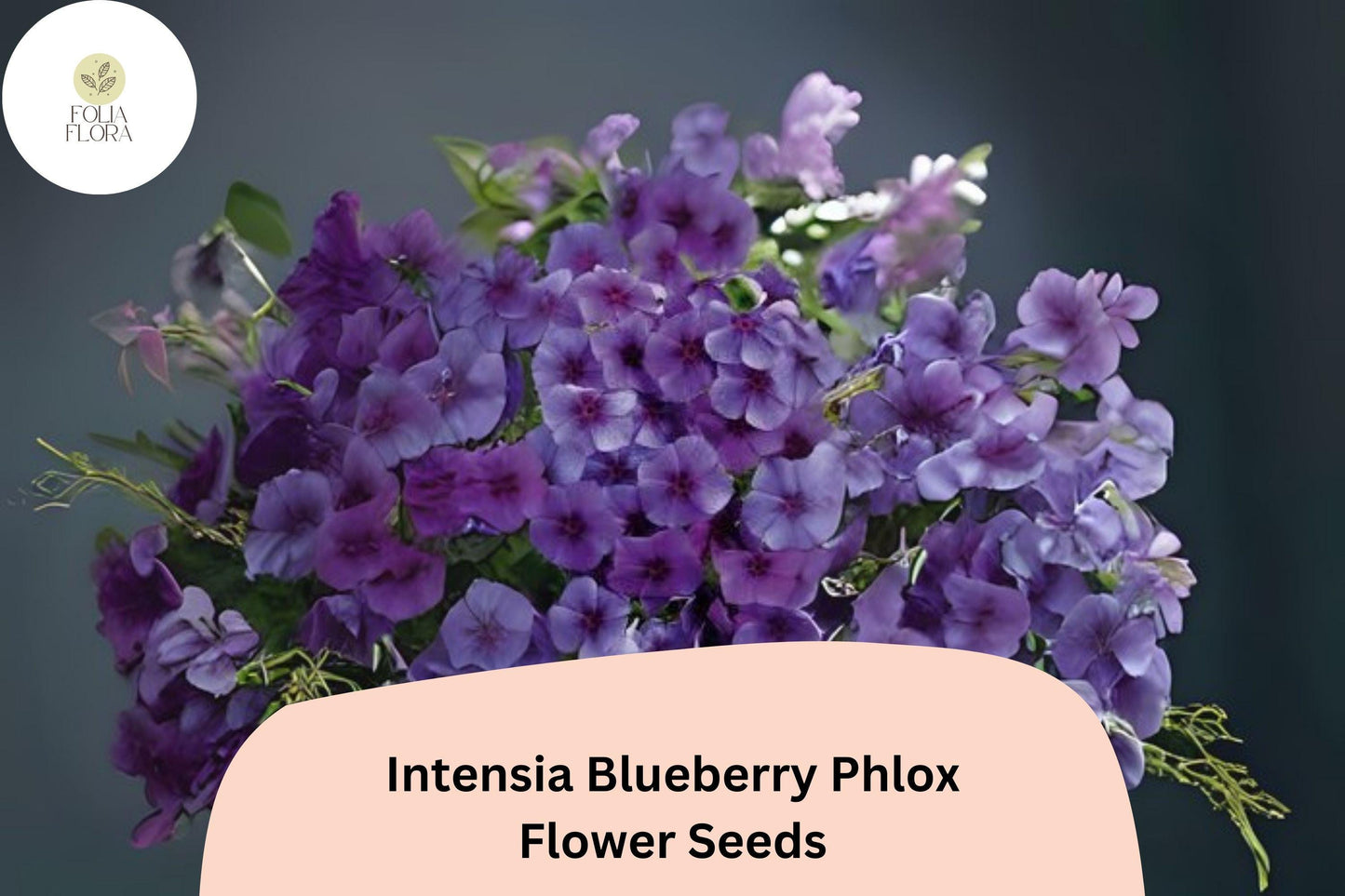 100+ Intensia Blueberry Phlox Seeds – Garden Flower Seeds for Planting, Phlox hybrida