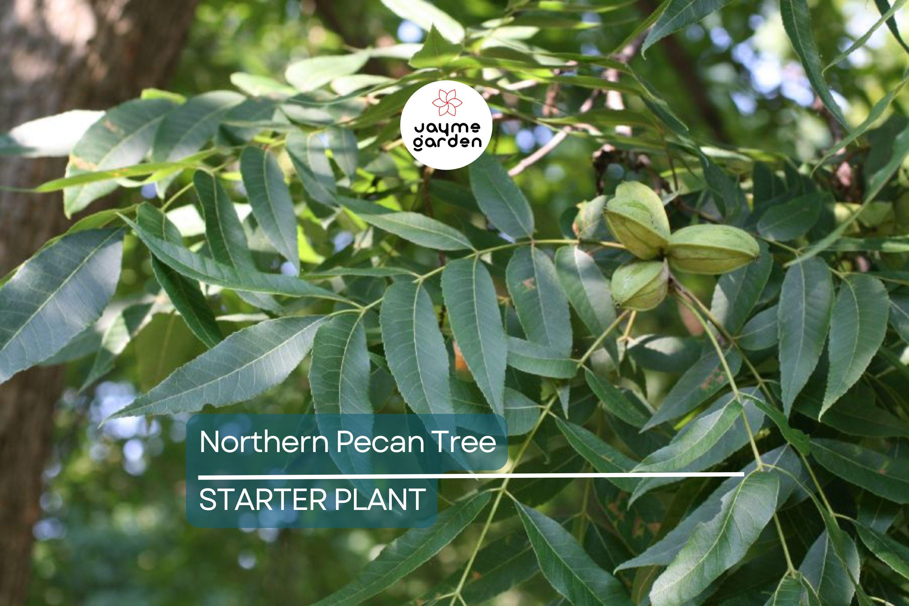 Northern Pecan Trees for Planting | Live Tree Seedlings, 12"-18" Tall |USDA Zones 4-8 | Perfect for Fall Foliage and Winter Gardens