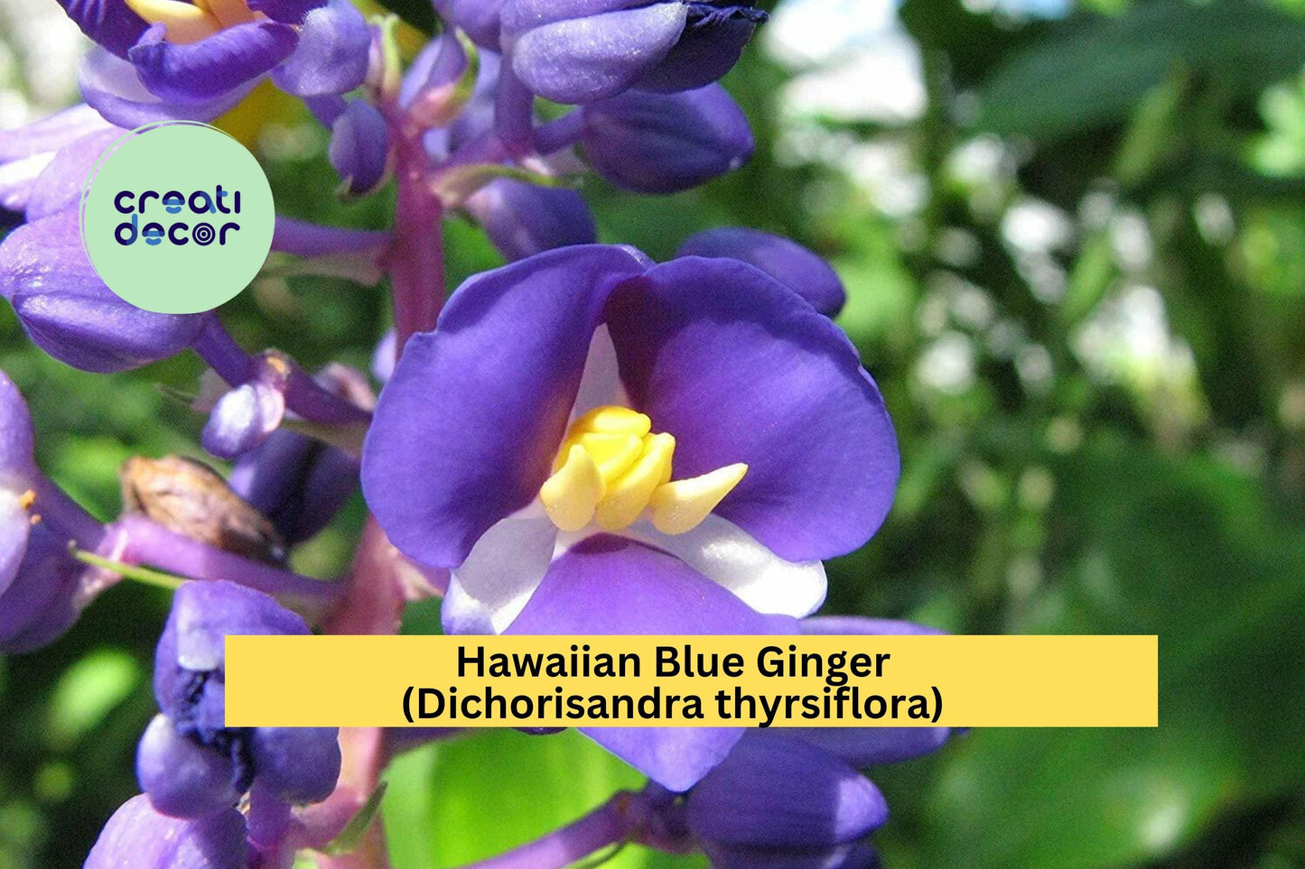Hawaiian Blue Ginger (Dichorisandra thyrsiflora) – Live Rooted Starter Plant – Tropical Blue Flower for Garden or Patio