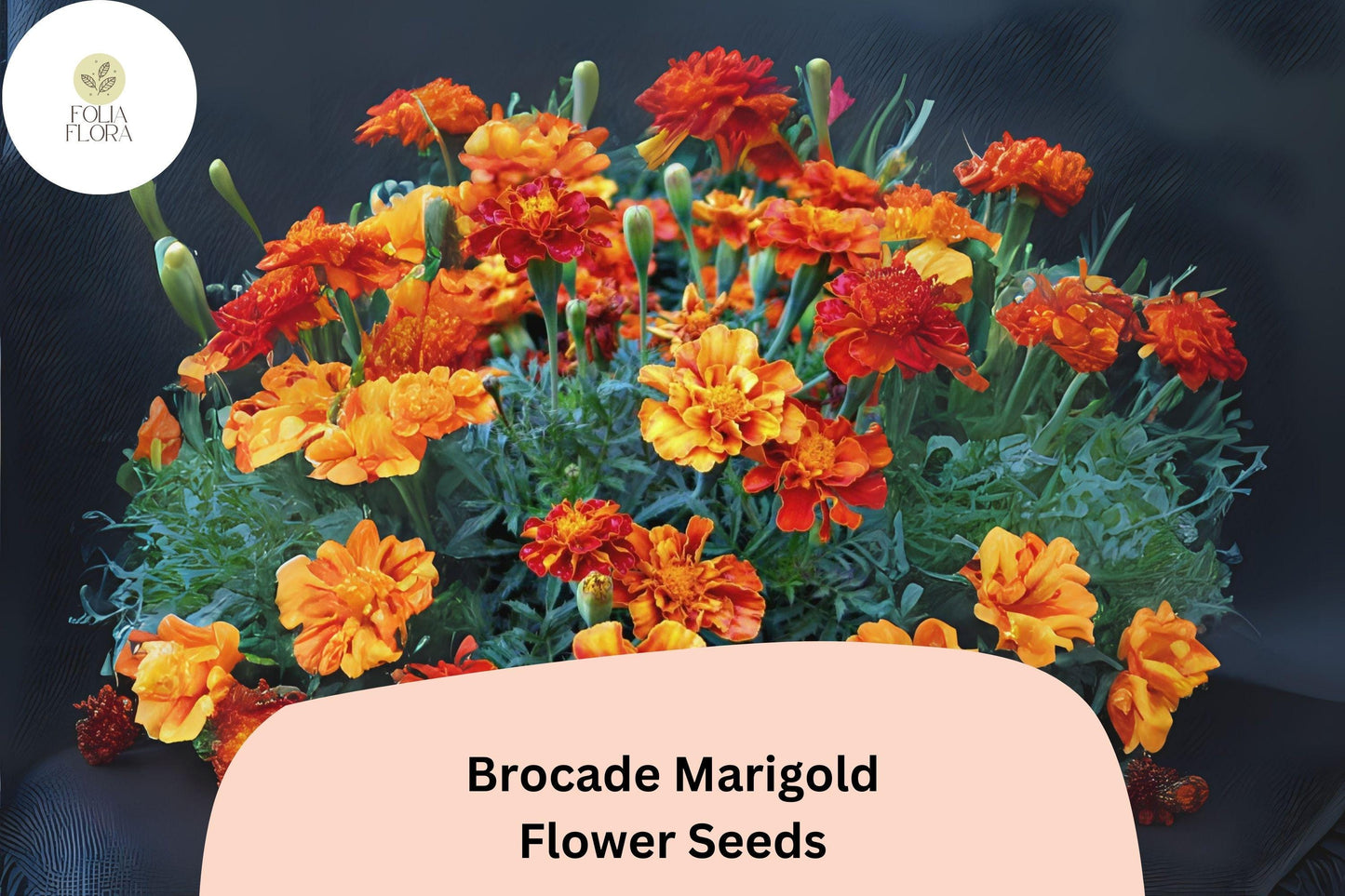 25+ Brocade Marigold Seeds | French Marigold Mix | Red & Gold Blooms | Easy Annual Flower Seeds for Garden Planting